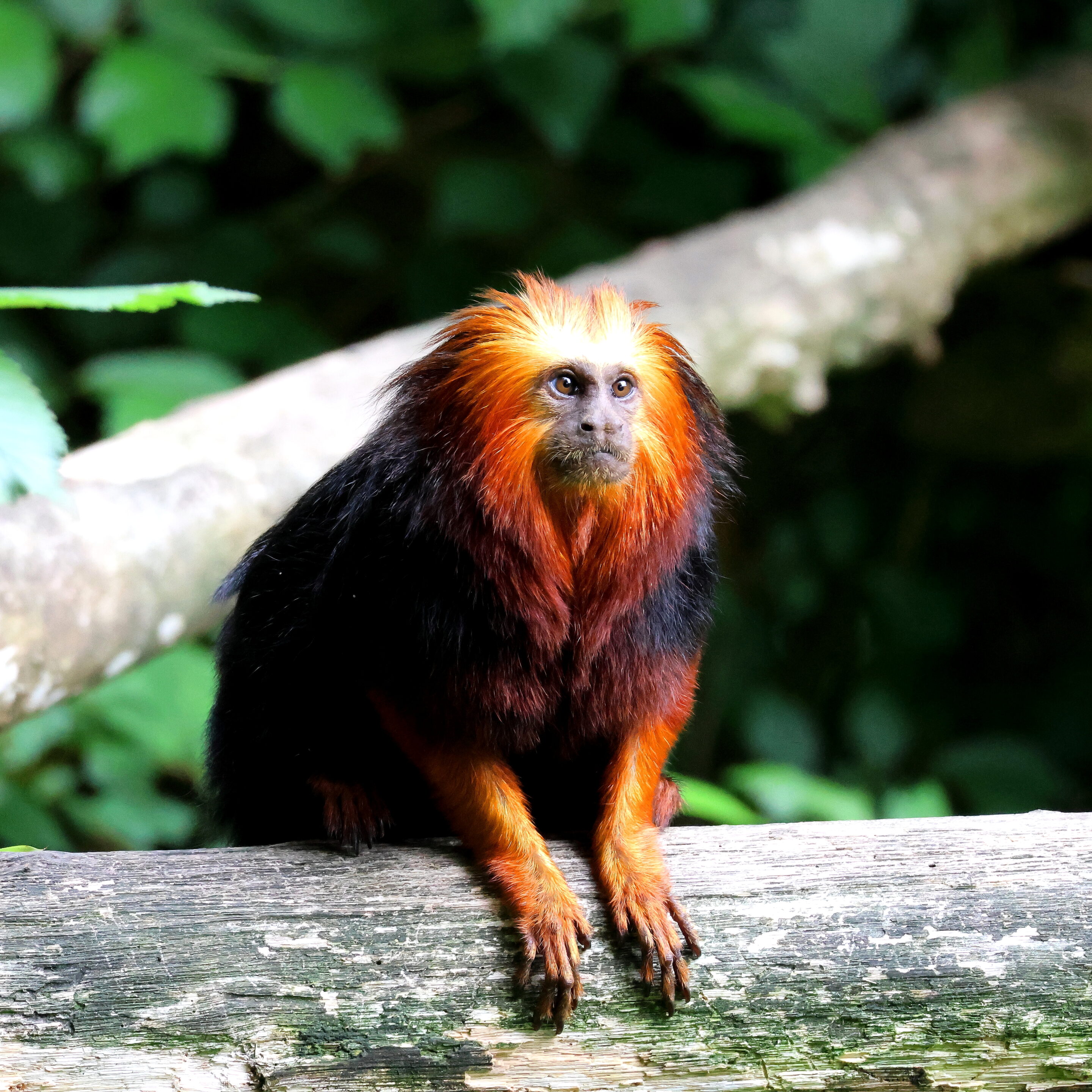 Singe Tamarin lion à tête doré – Image 6