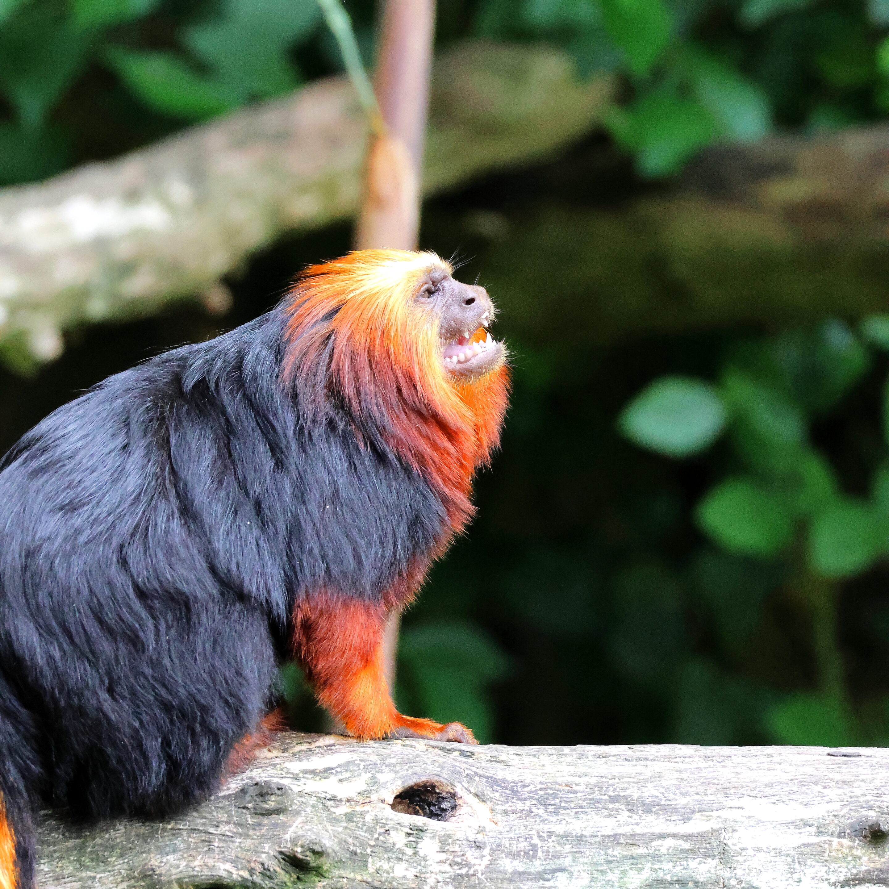 Singe Tamarin lion à tête doré – Image 7