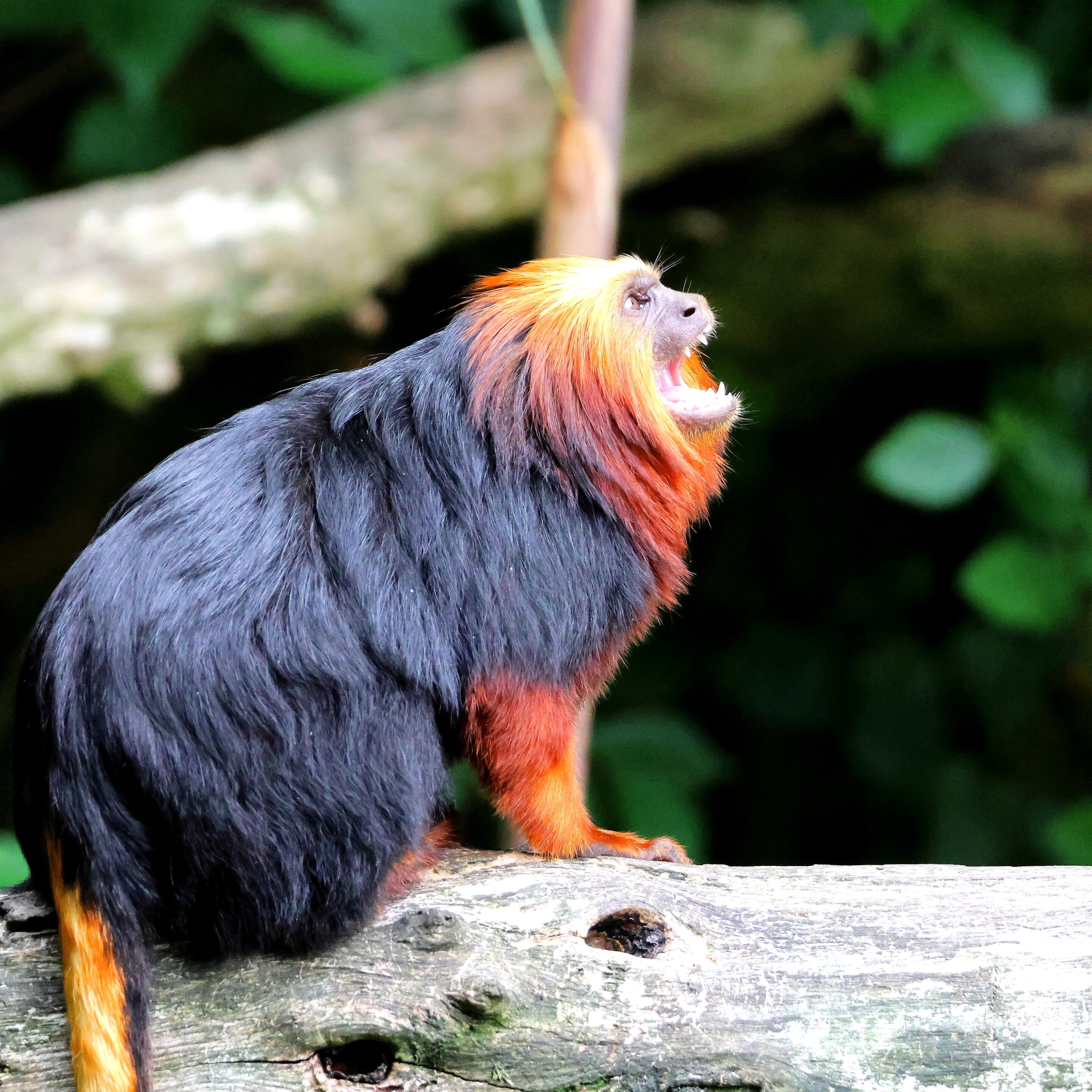 Singe Tamarin lion à tête doré – Image 8