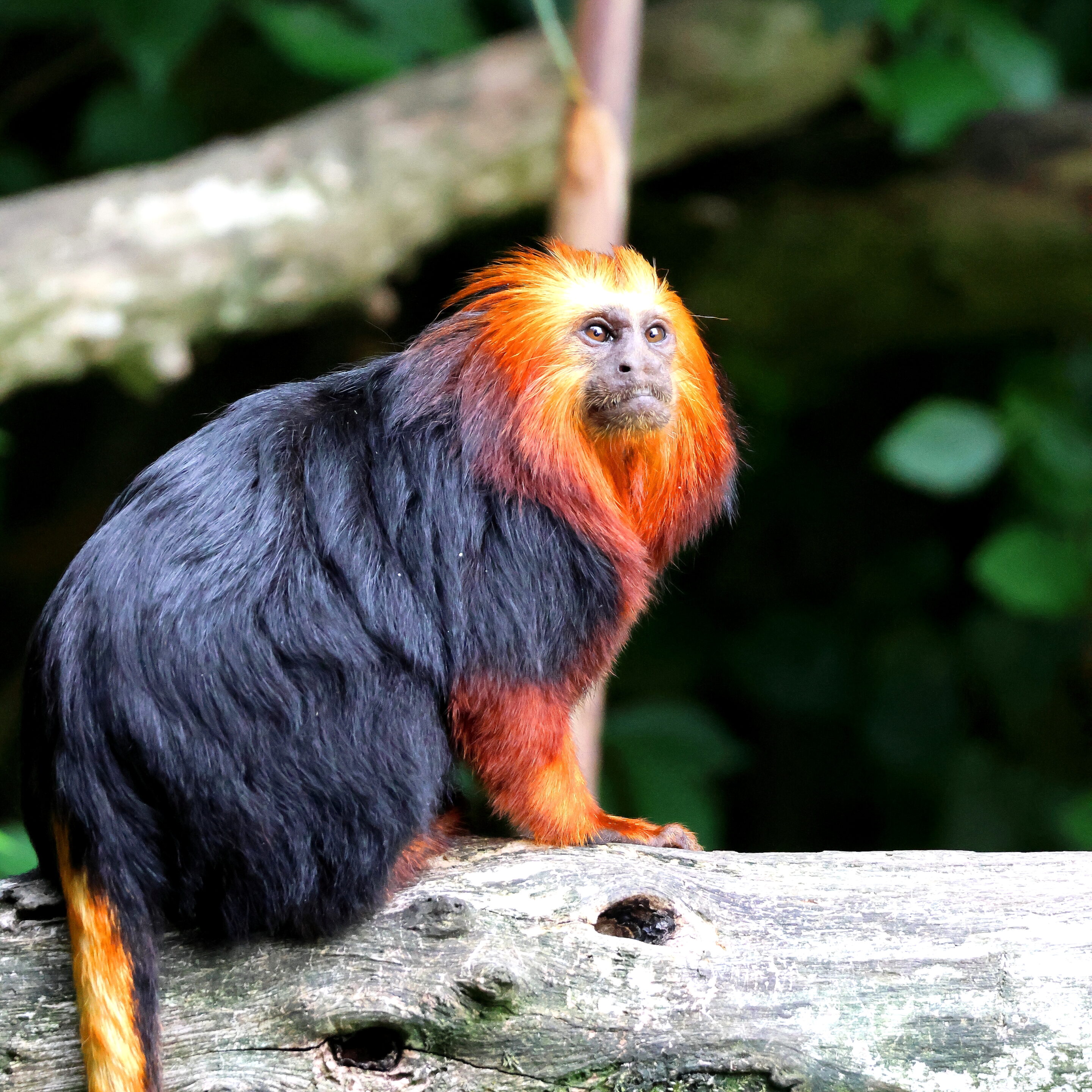 Singe Tamarin lion à tête doré – Image 9