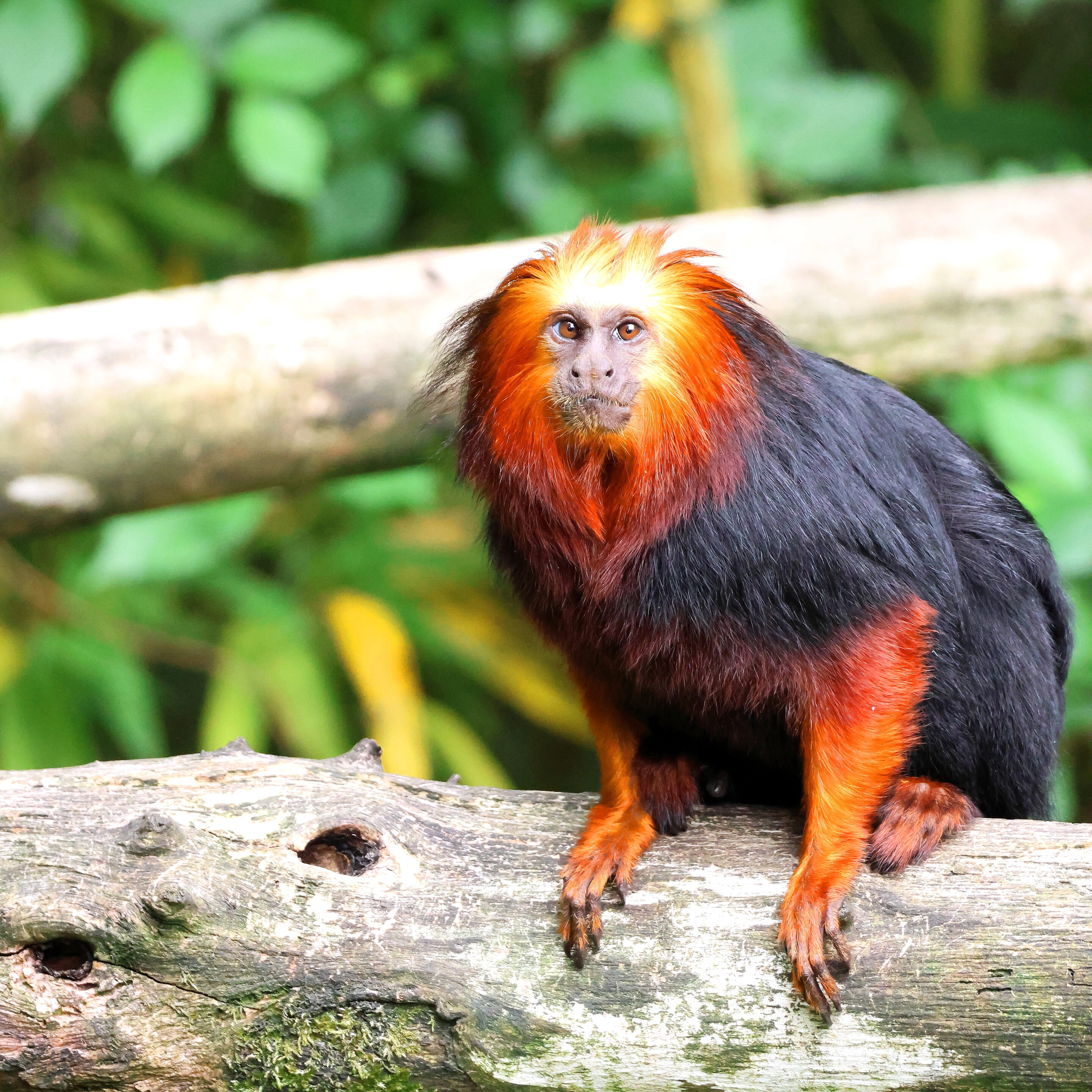 Singe Tamarin lion à tête doré – Image 10
