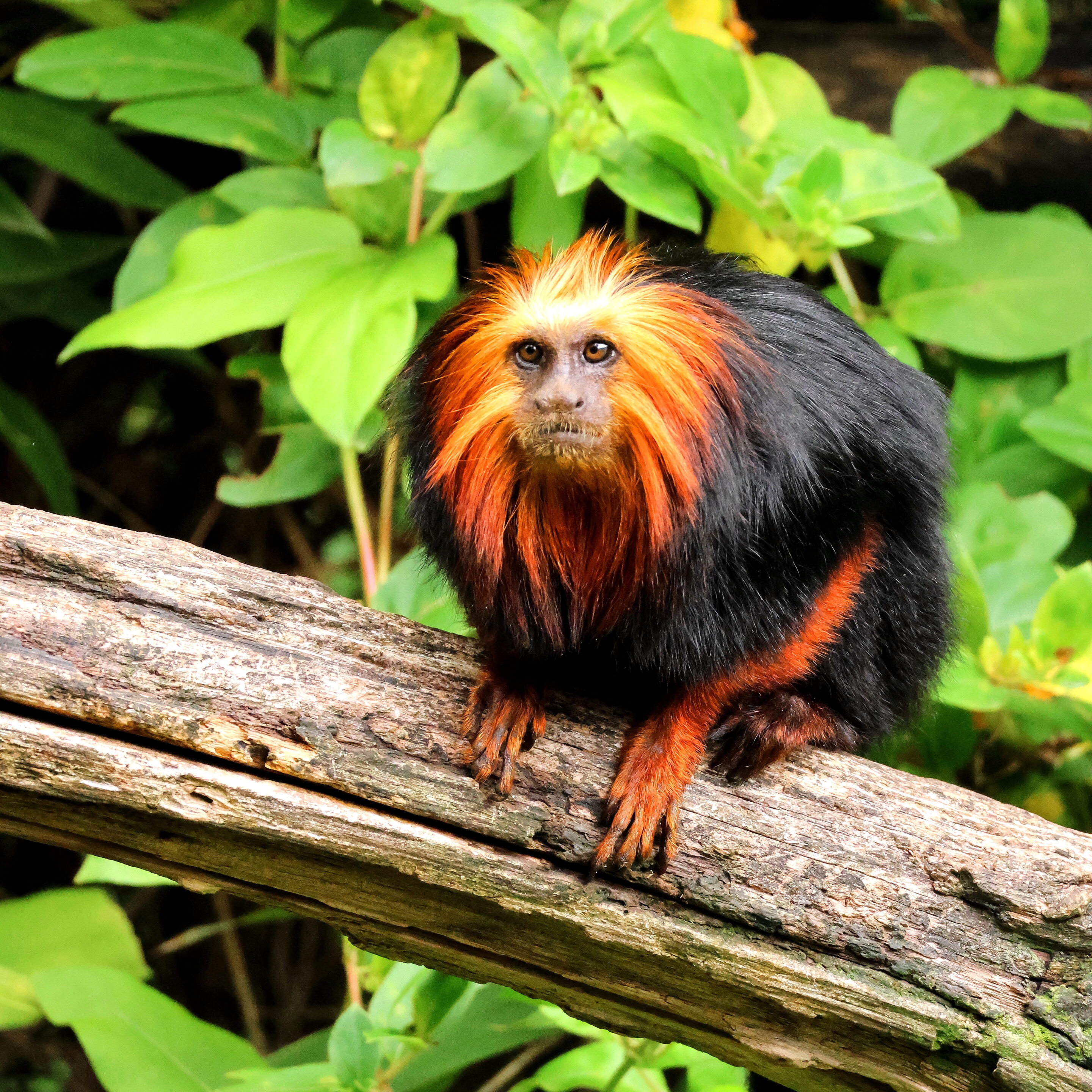 Singe Tamarin lion à tête doré