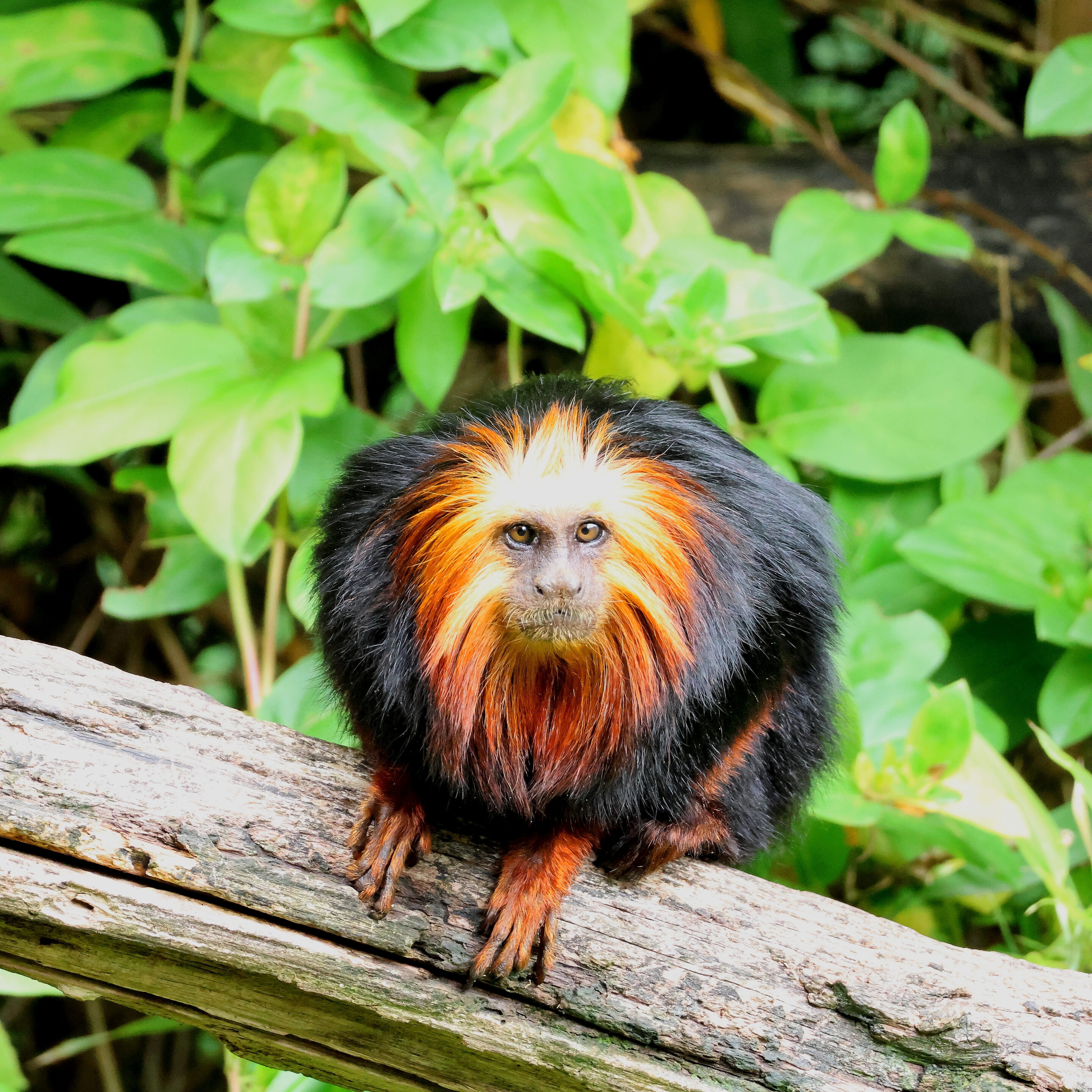 Singe Tamarin lion à tête doré – Image 12