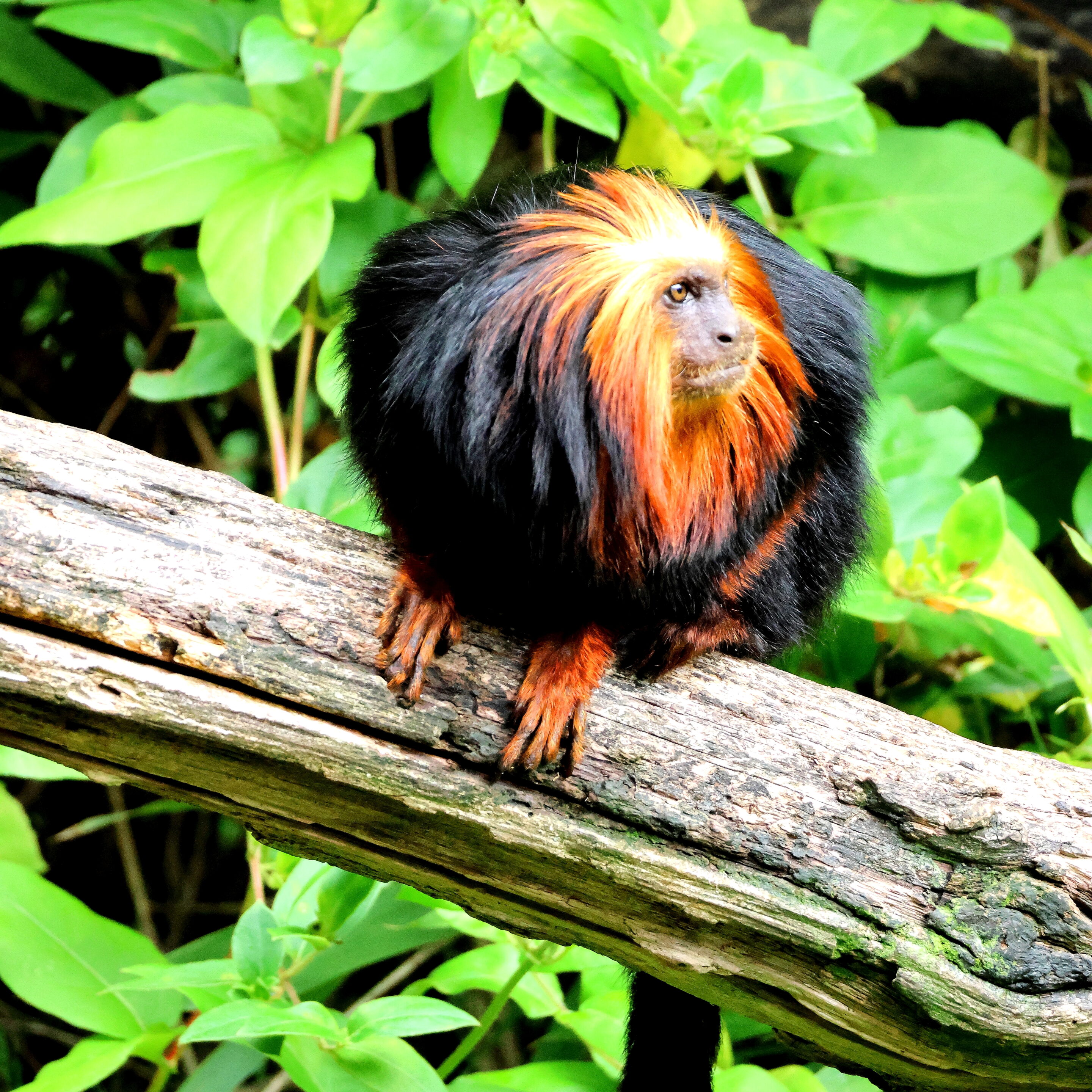Singe Tamarin lion à tête doré – Image 13