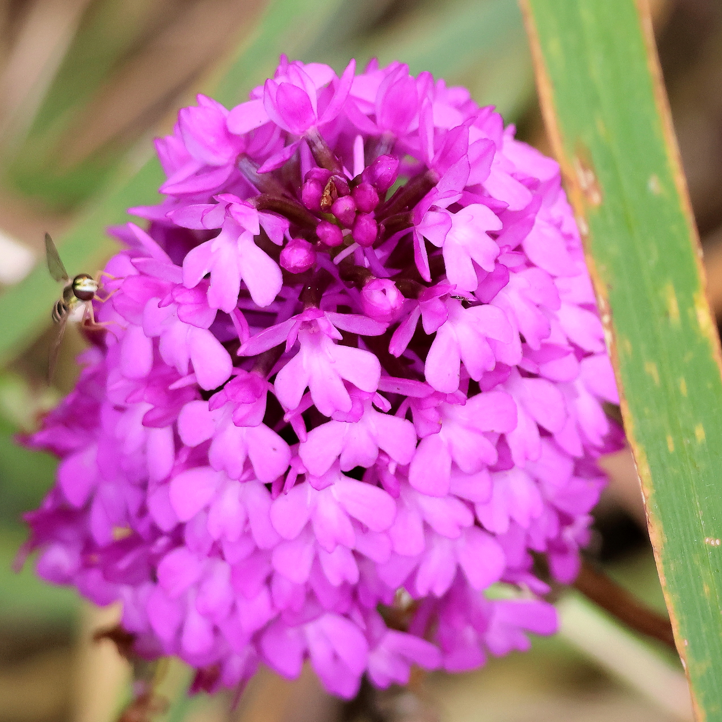 Les fleurs aux couleurs magique – Image 12