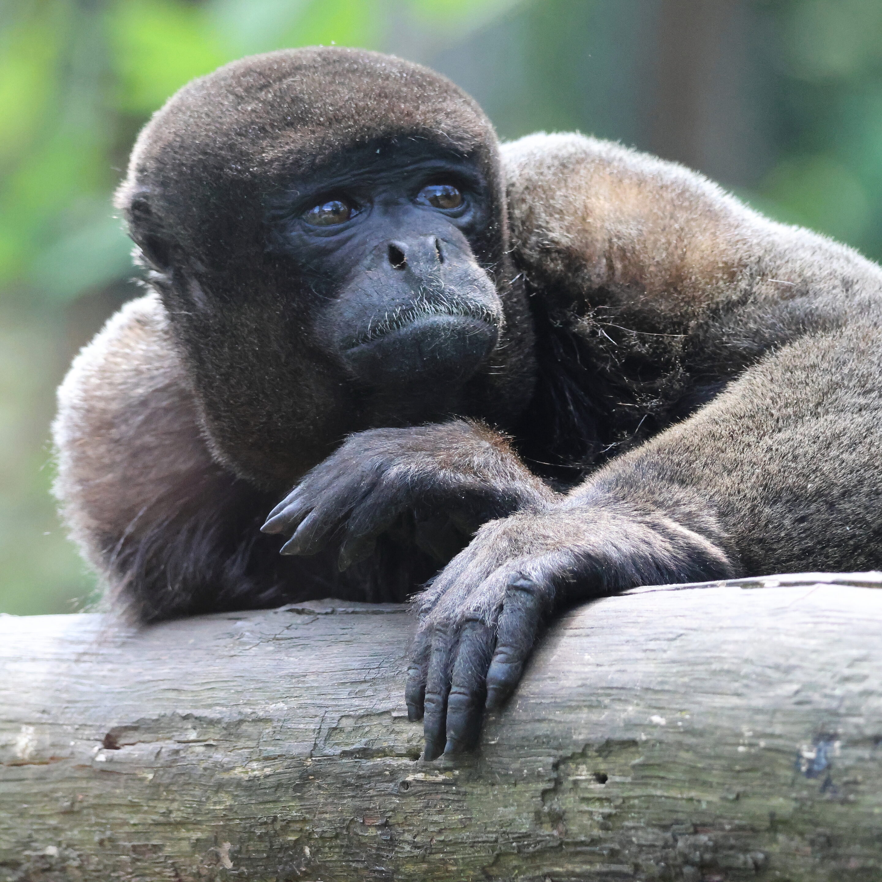 Le singe laineux – Image 7