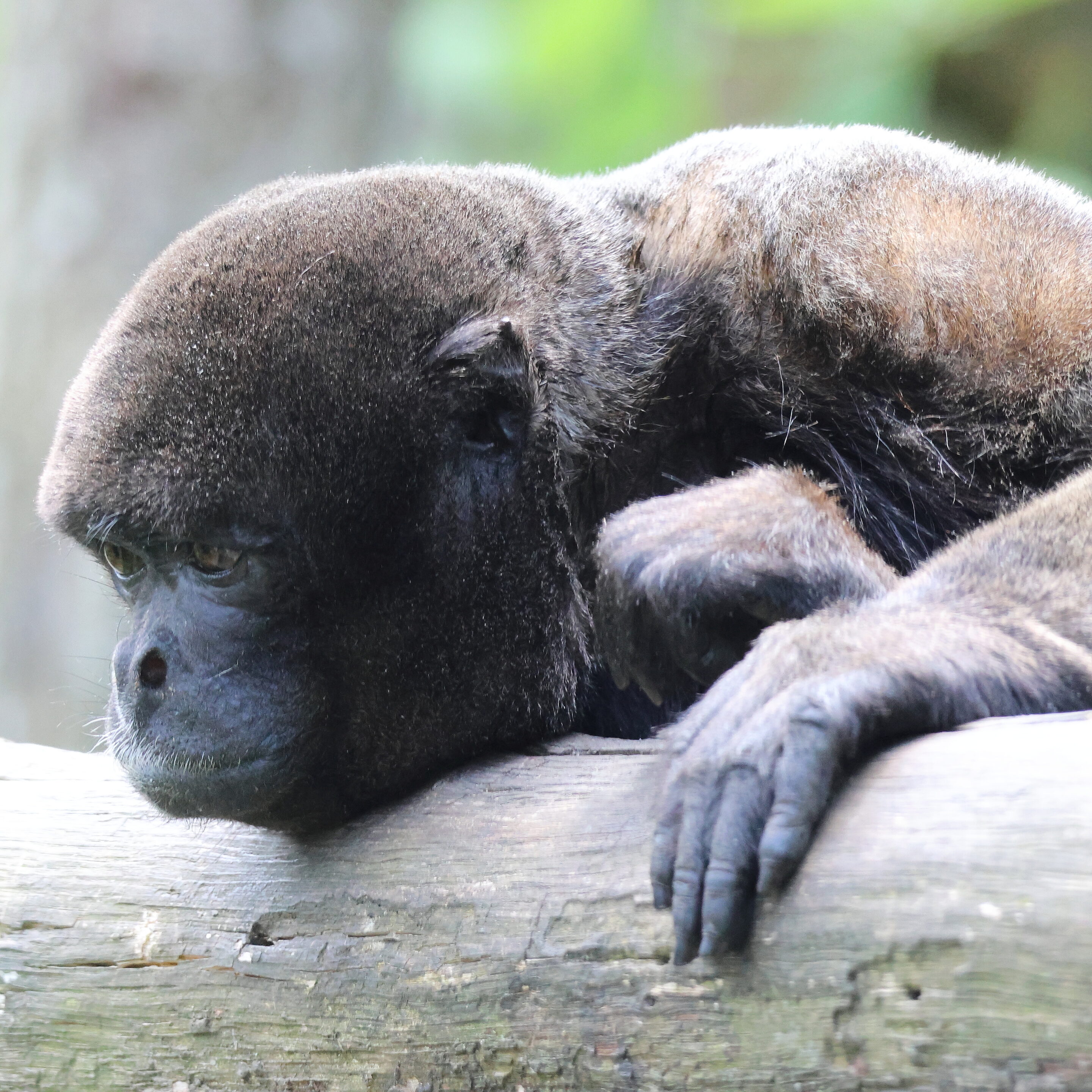 Le singe laineux – Image 9