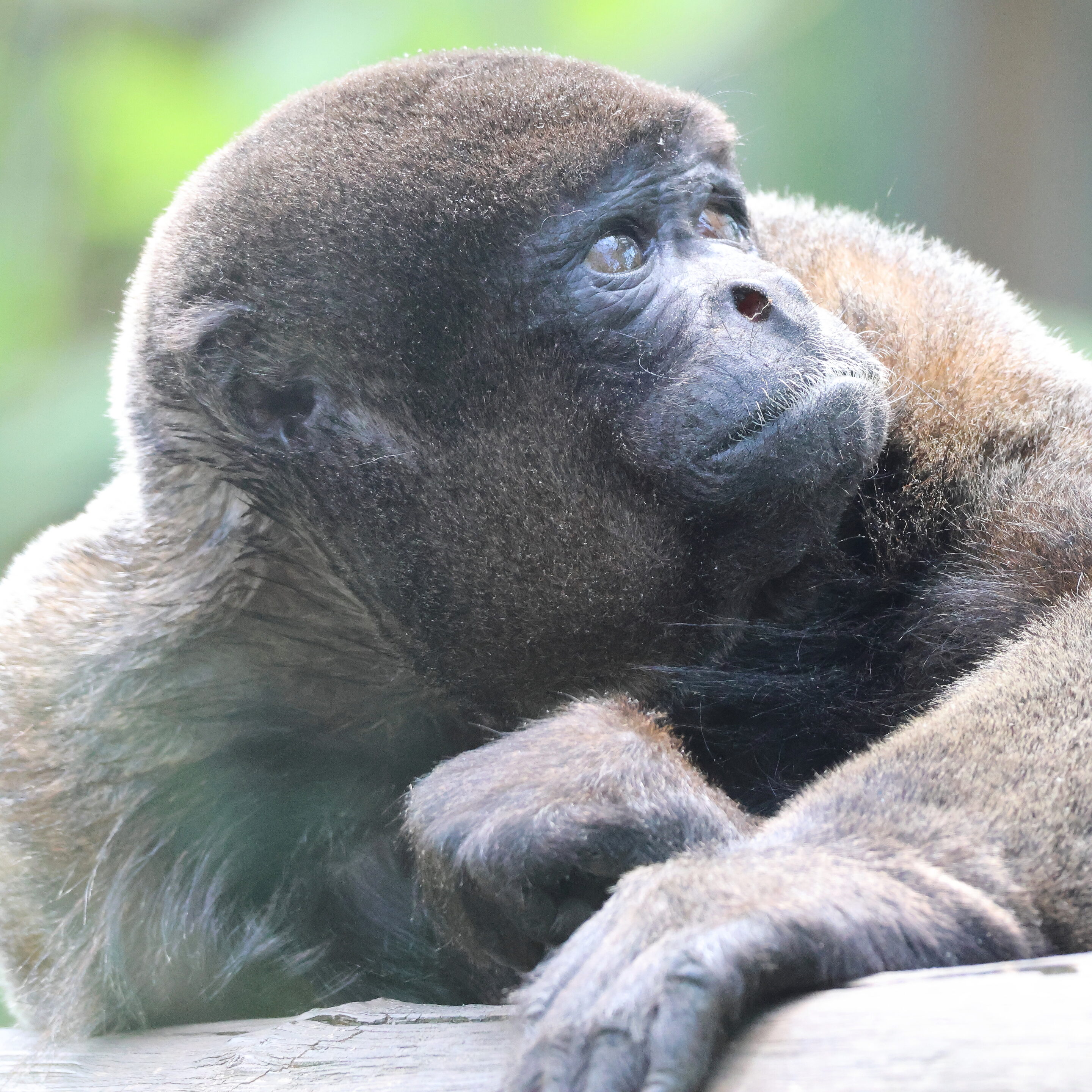 Le singe laineux – Image 2