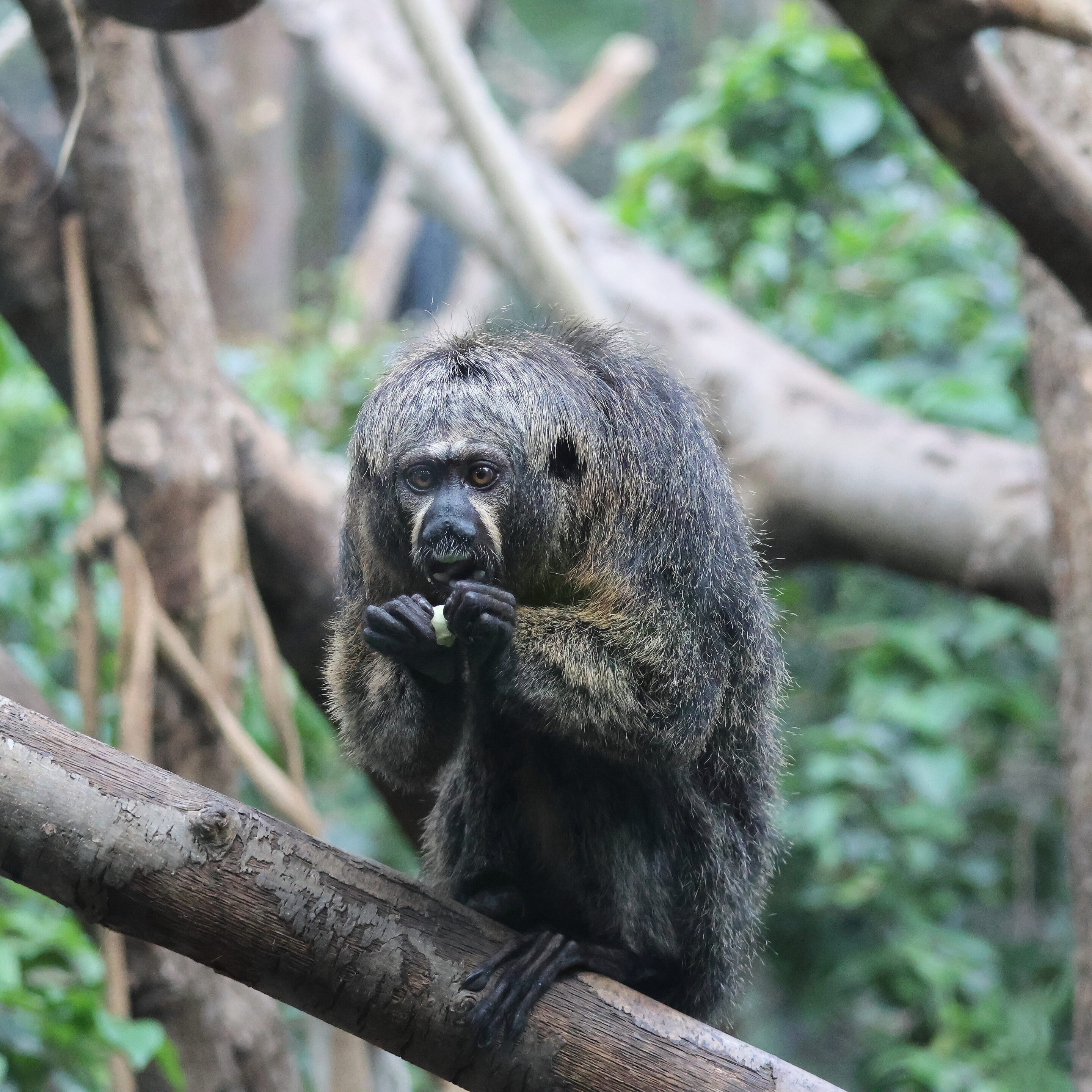 Le singe Saki à face blanche – Image 4