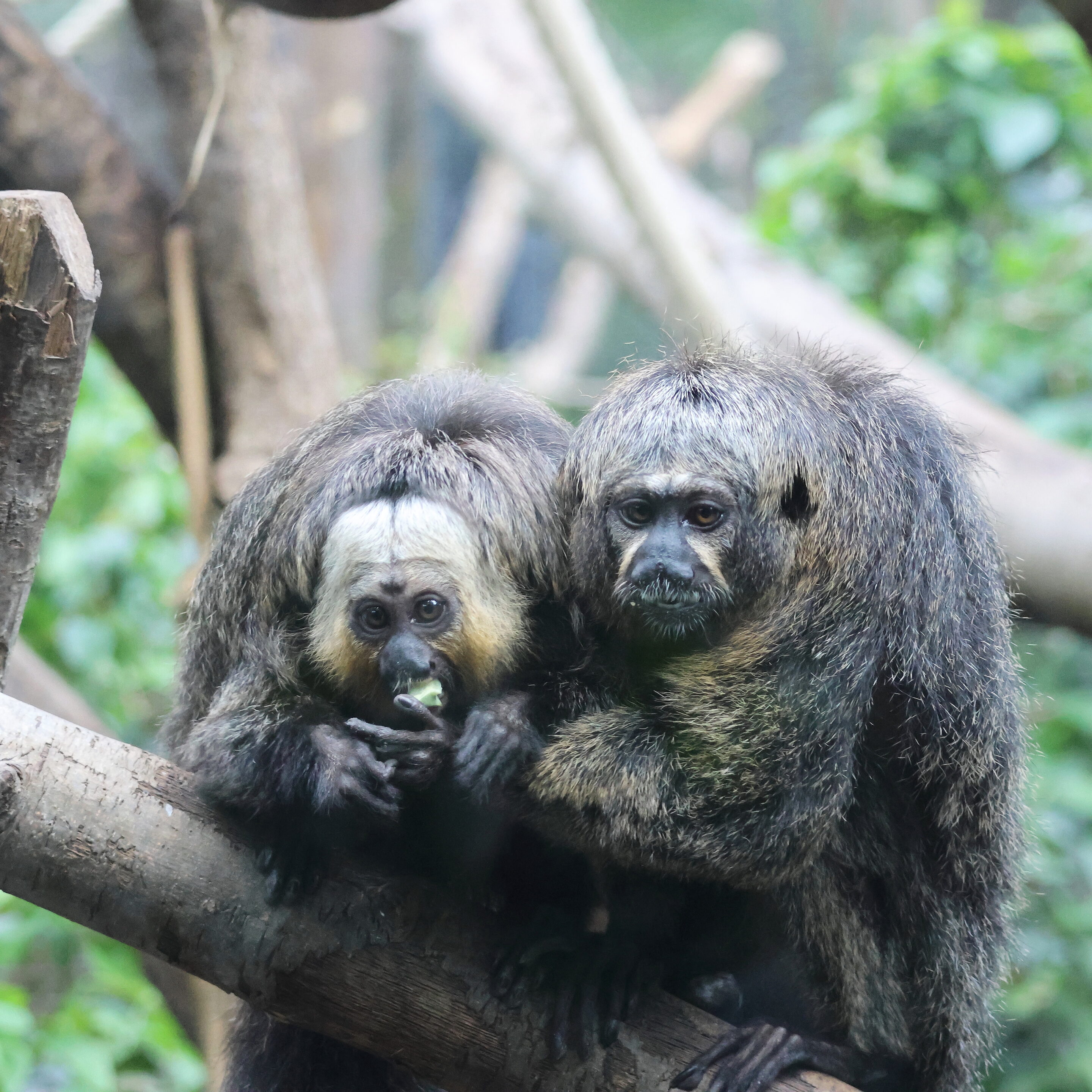 Le singe Saki à face blanche – Image 5