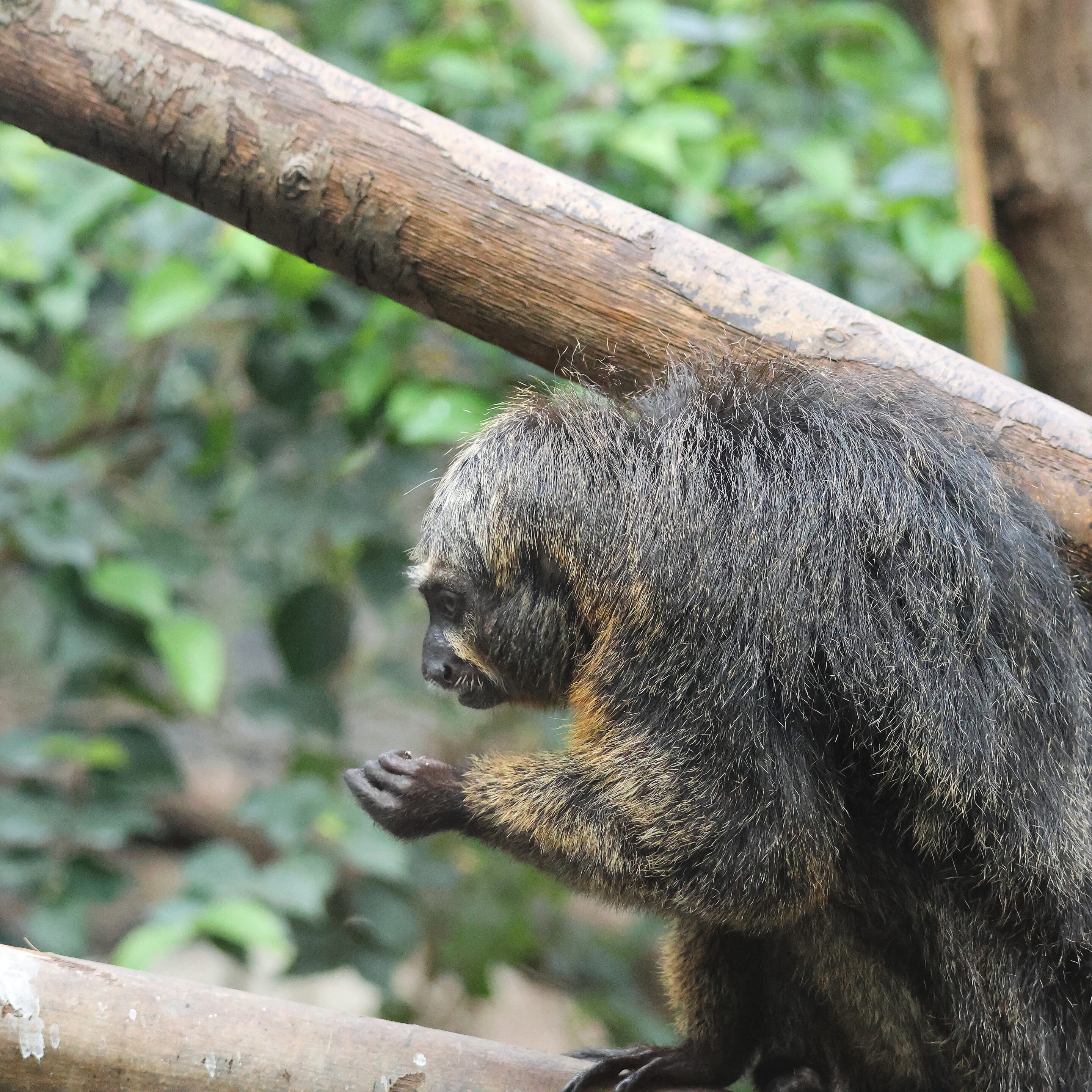 Le singe Saki à face blanche – Image 6