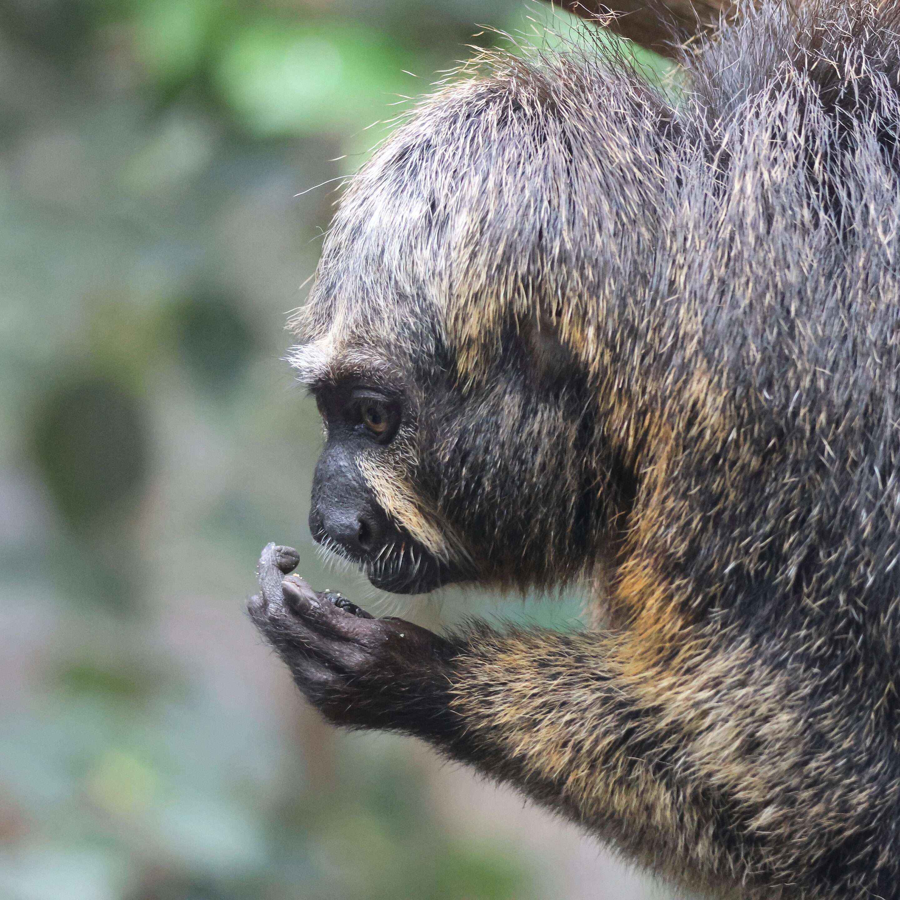 Le singe Saki à face blanche – Image 7