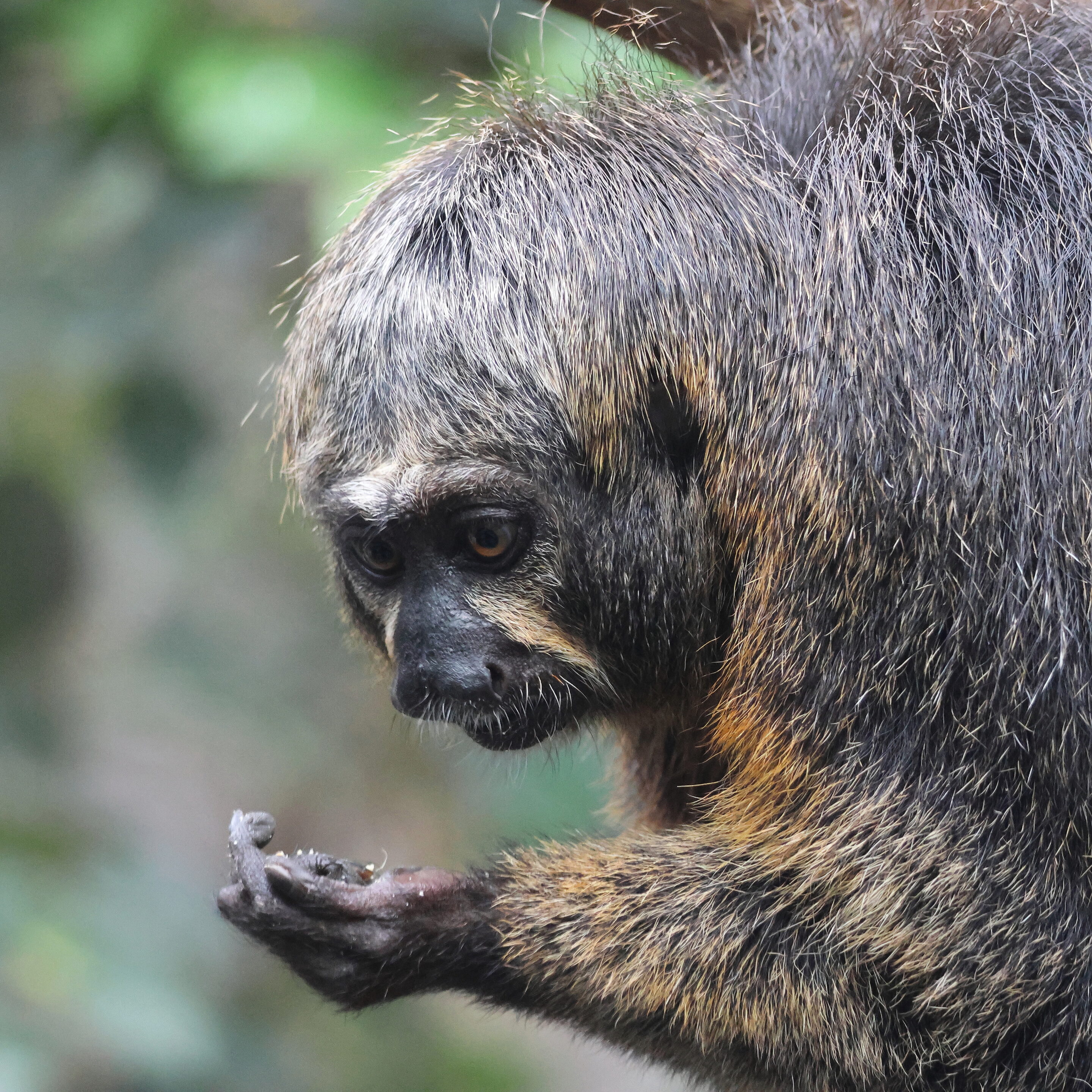 Le singe Saki à face blanche – Image 8