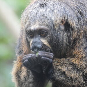 Le singe Saki à face blanche