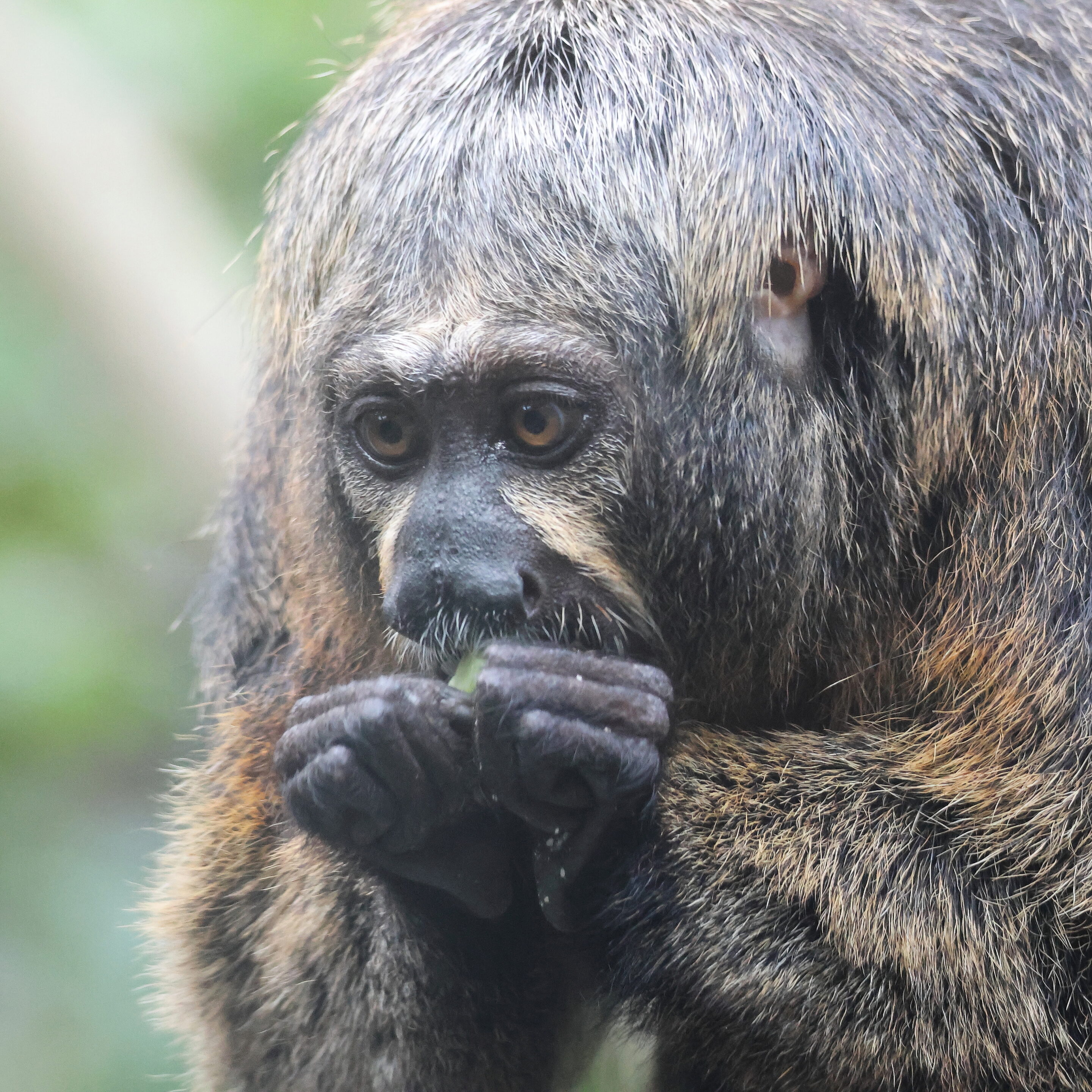 Le singe Saki à face blanche