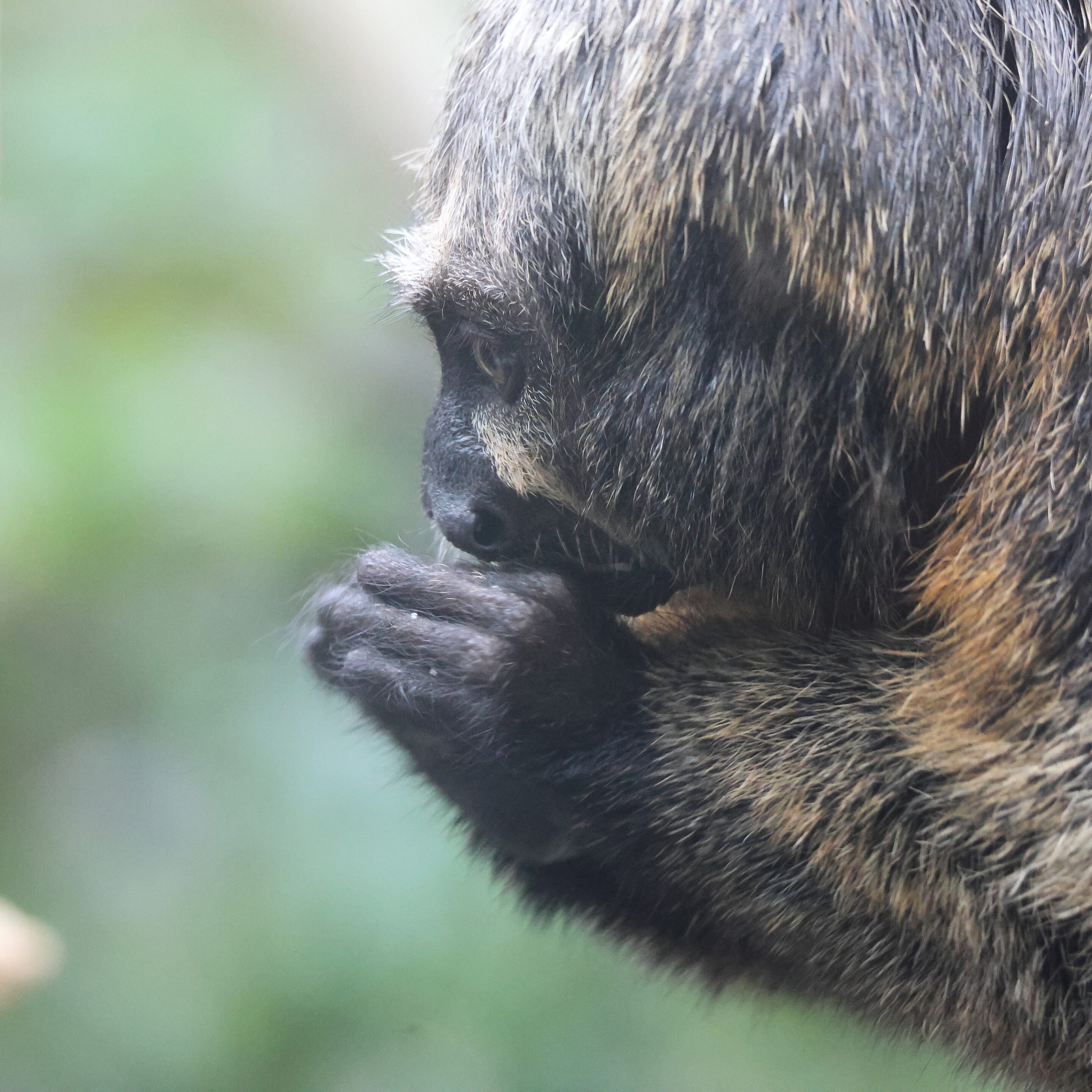 Le singe Saki à face blanche – Image 3
