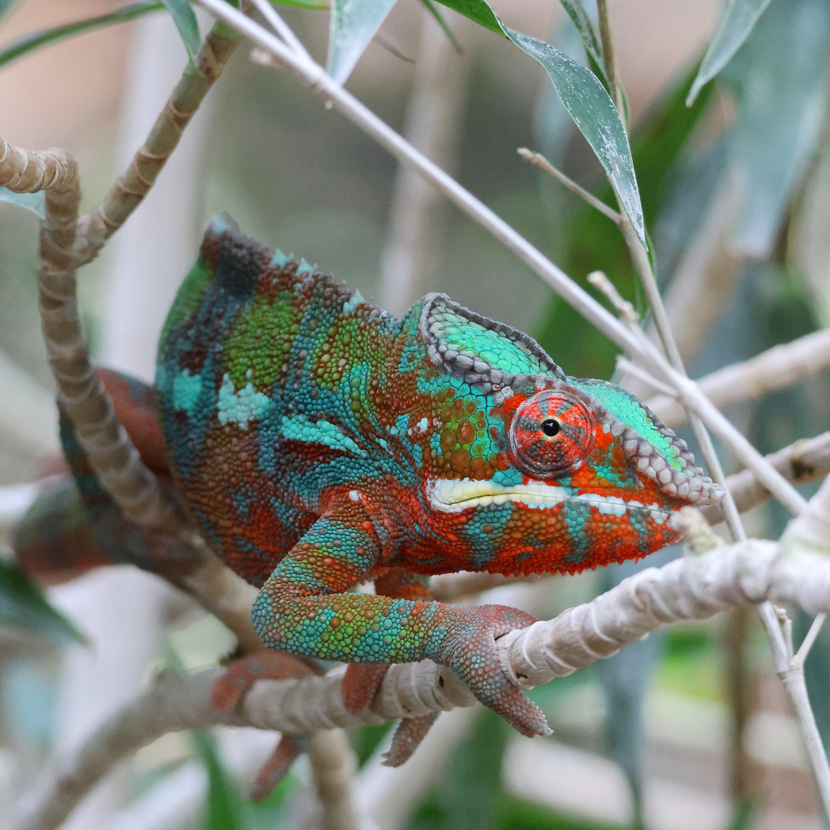 Caméléon – Image 3