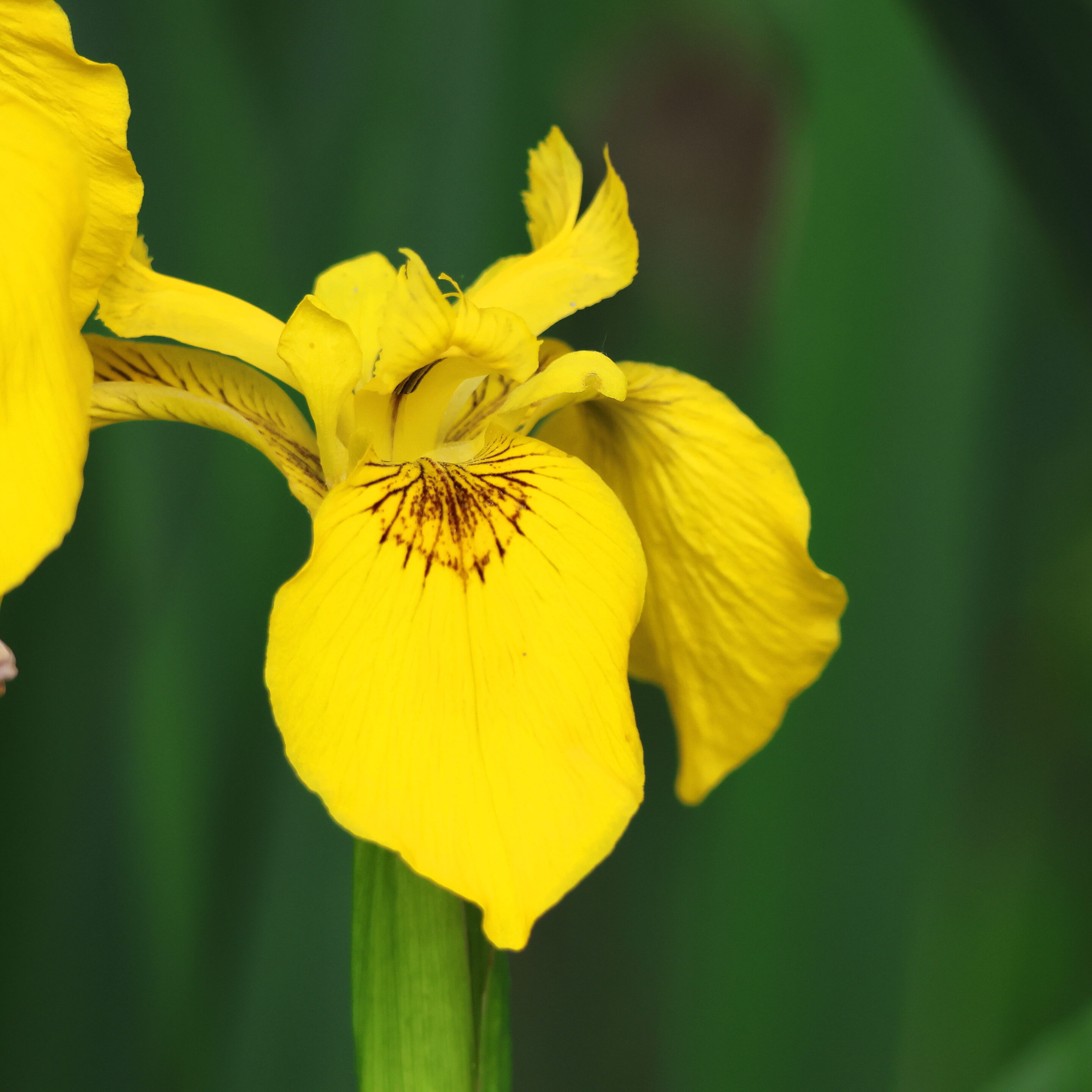 Les fleurs aux couleurs magique – Image 3