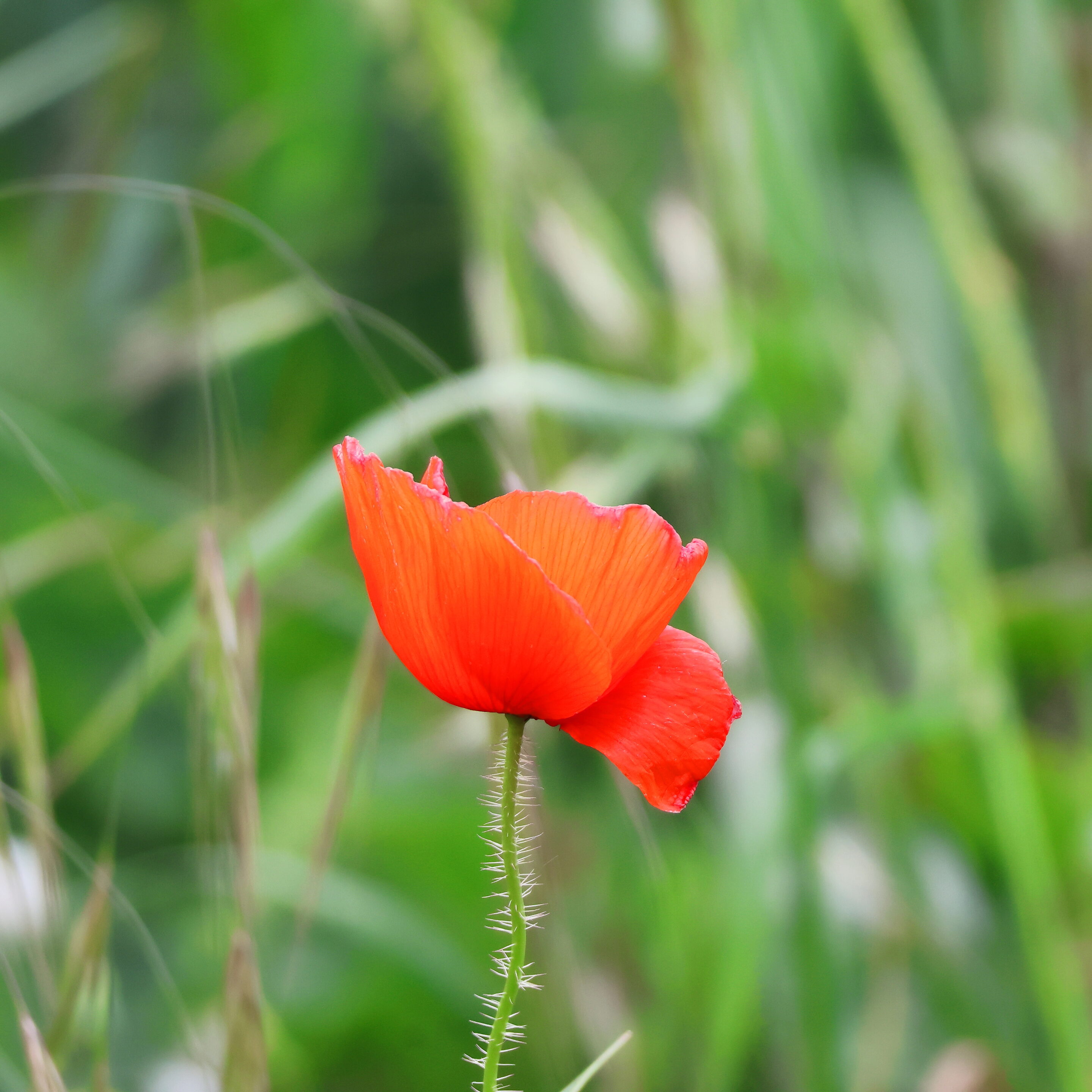 Les fleurs aux couleurs magique – Image 5