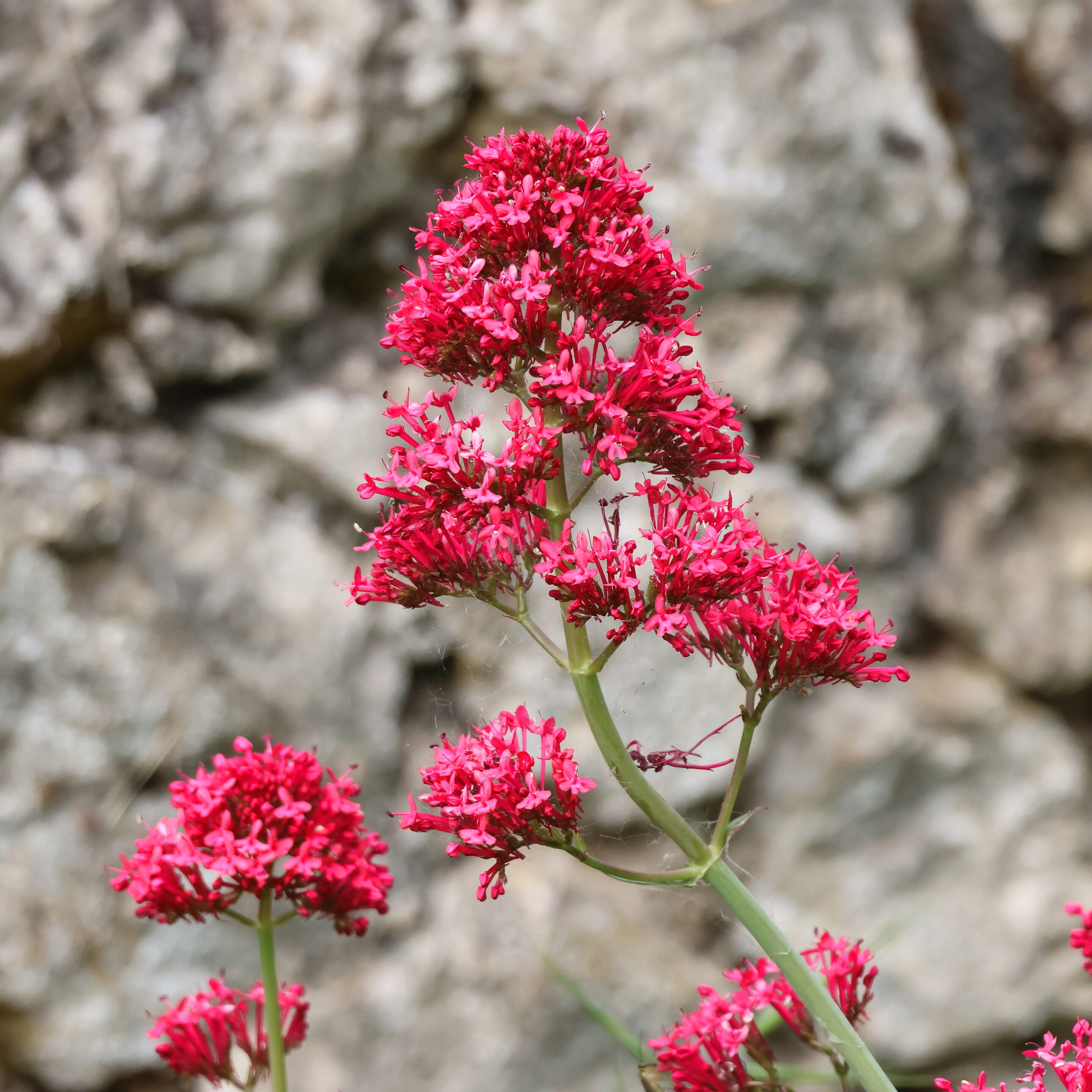 Les fleurs aux couleurs magique – Image 6