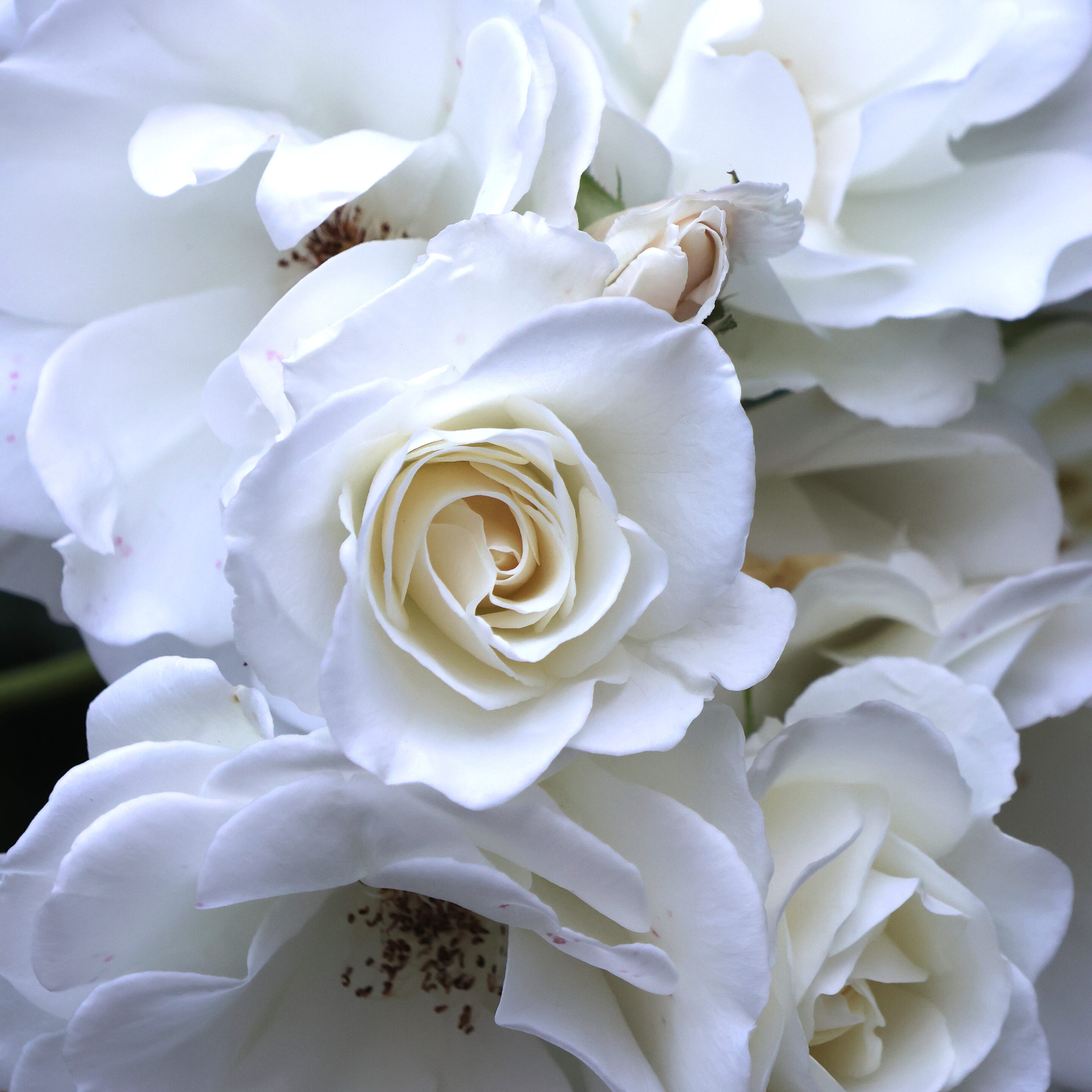 Les fleurs aux couleurs magique – Image 7