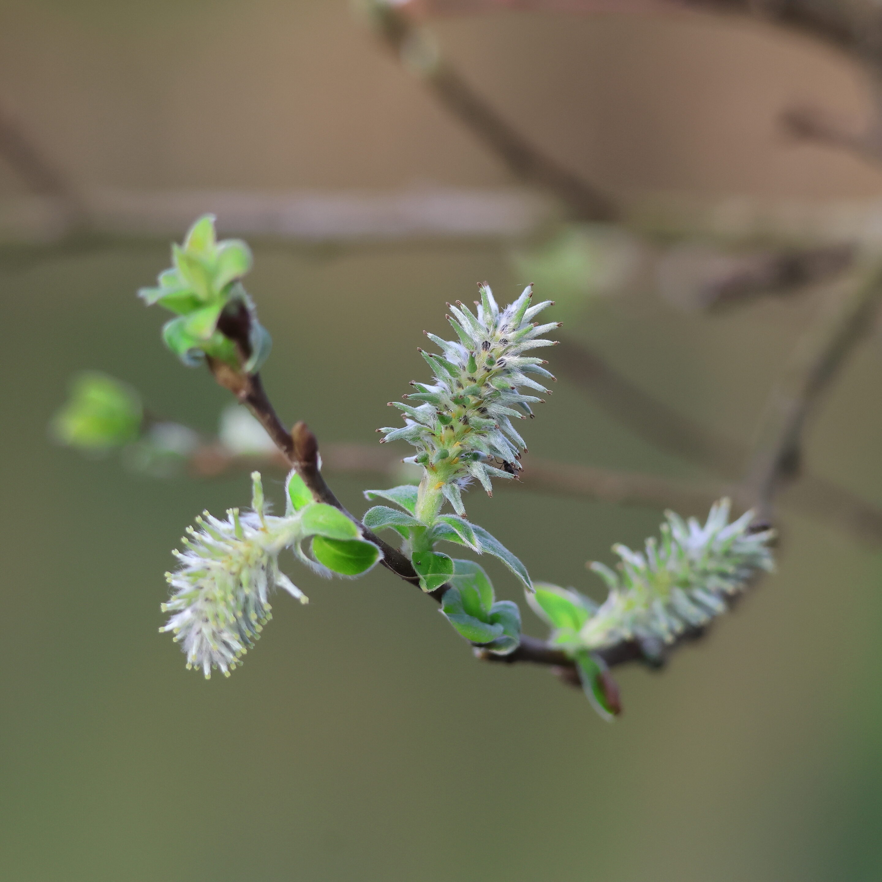 Les fleurs aux couleurs magique – Image 9