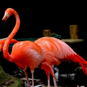 Flamant rose
