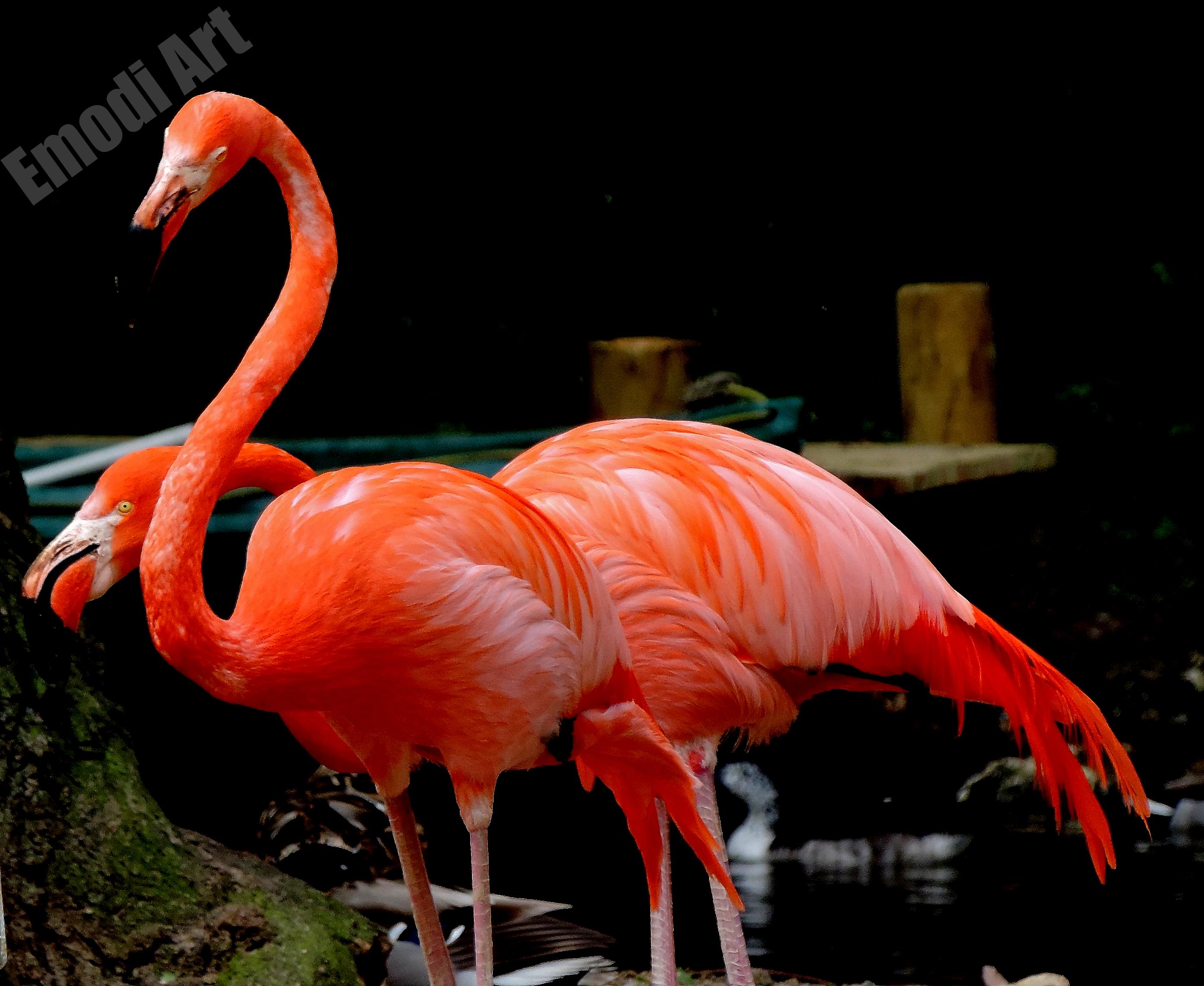 Flamant rose