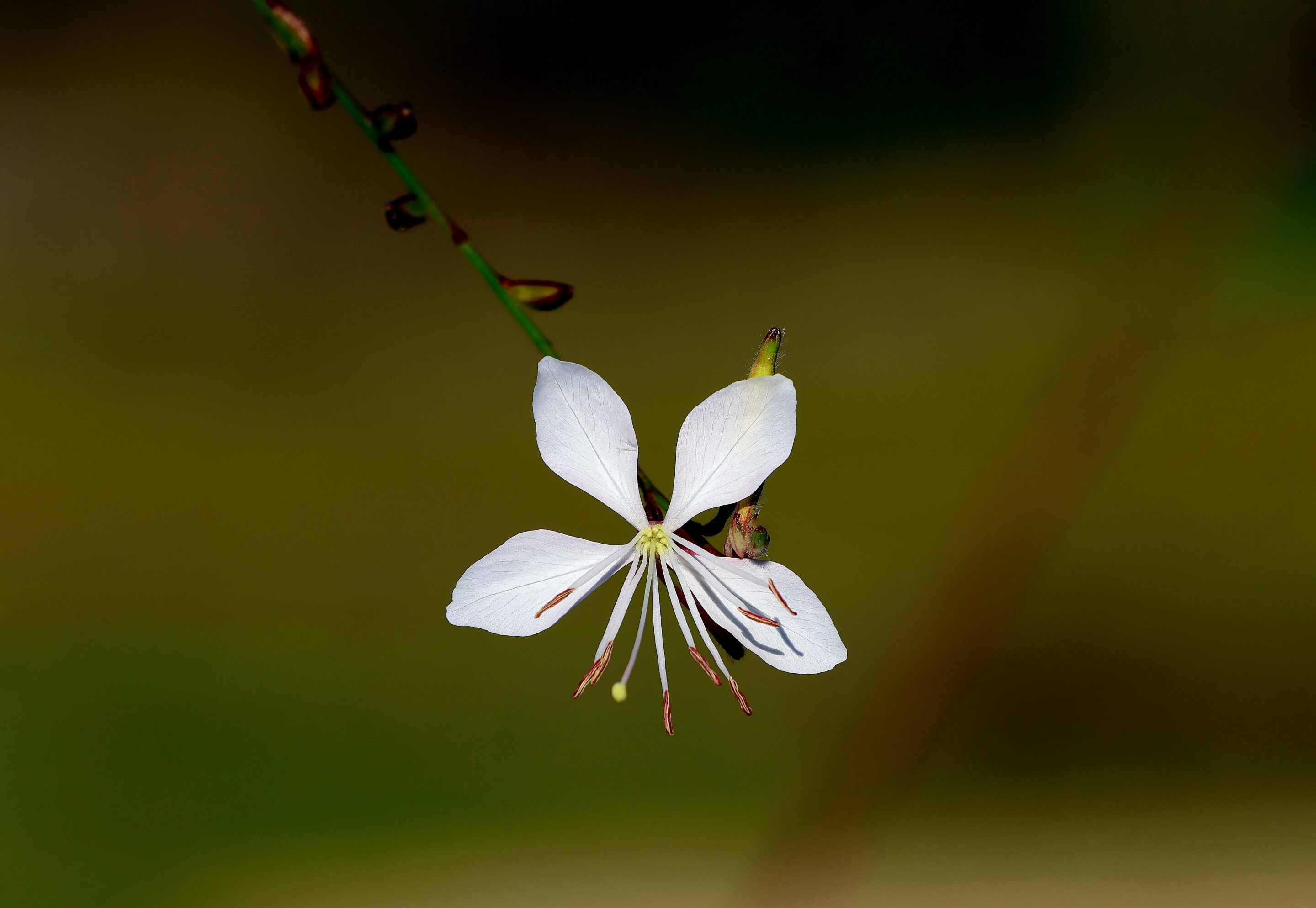 Les fleurs aux couleurs magique – Image 16