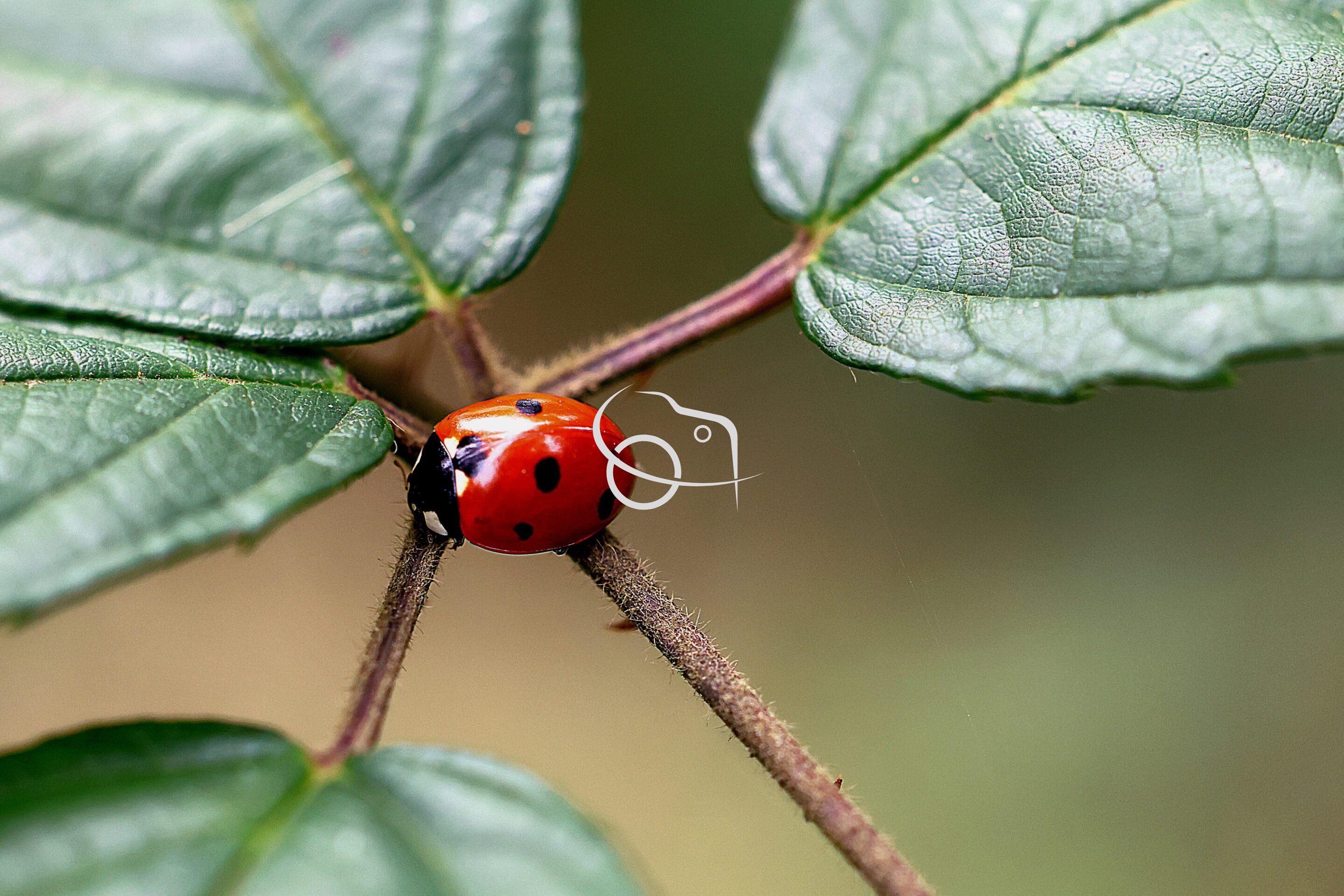 Le Papillon en macro – Image 8