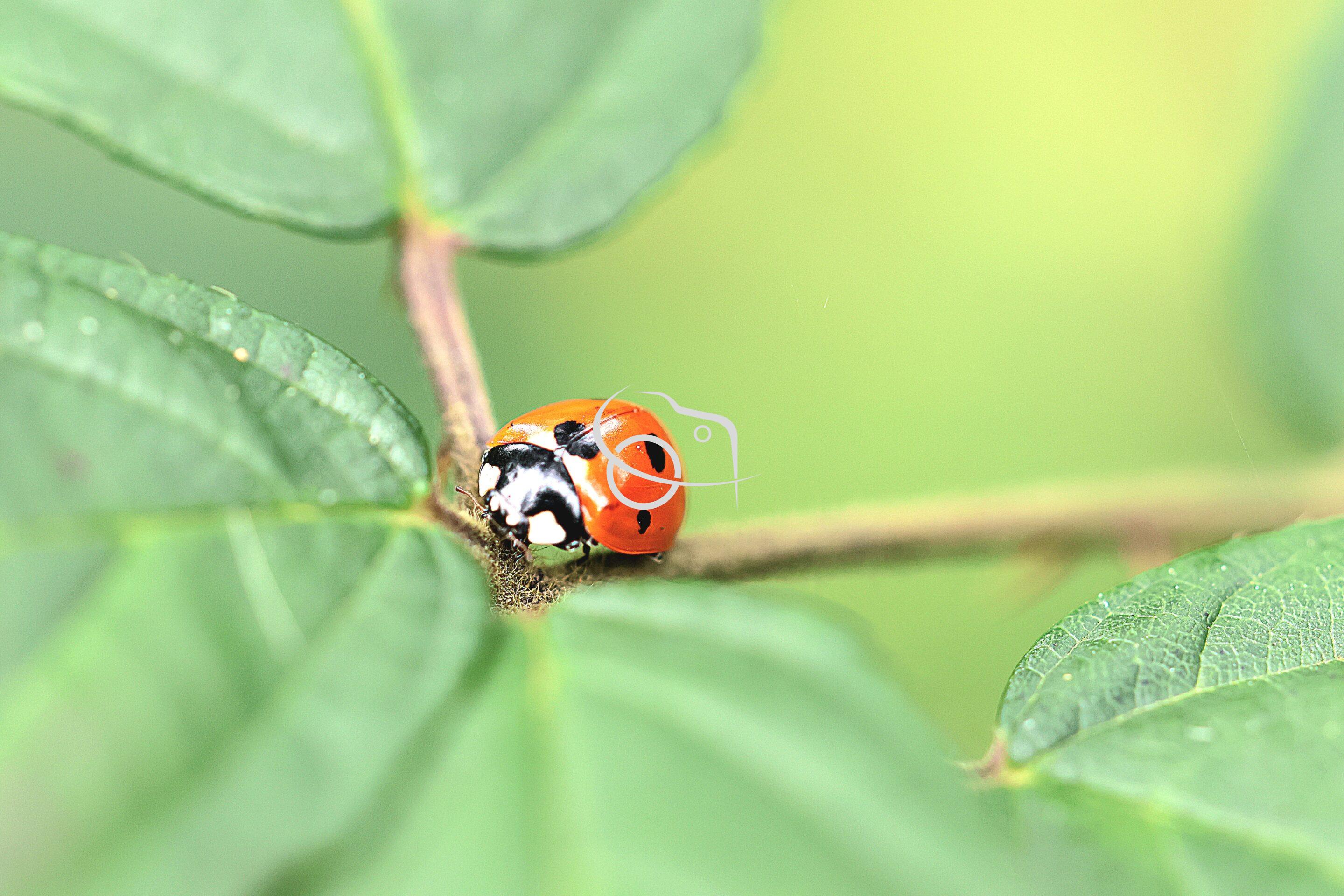 Le Papillon en macro – Image 4
