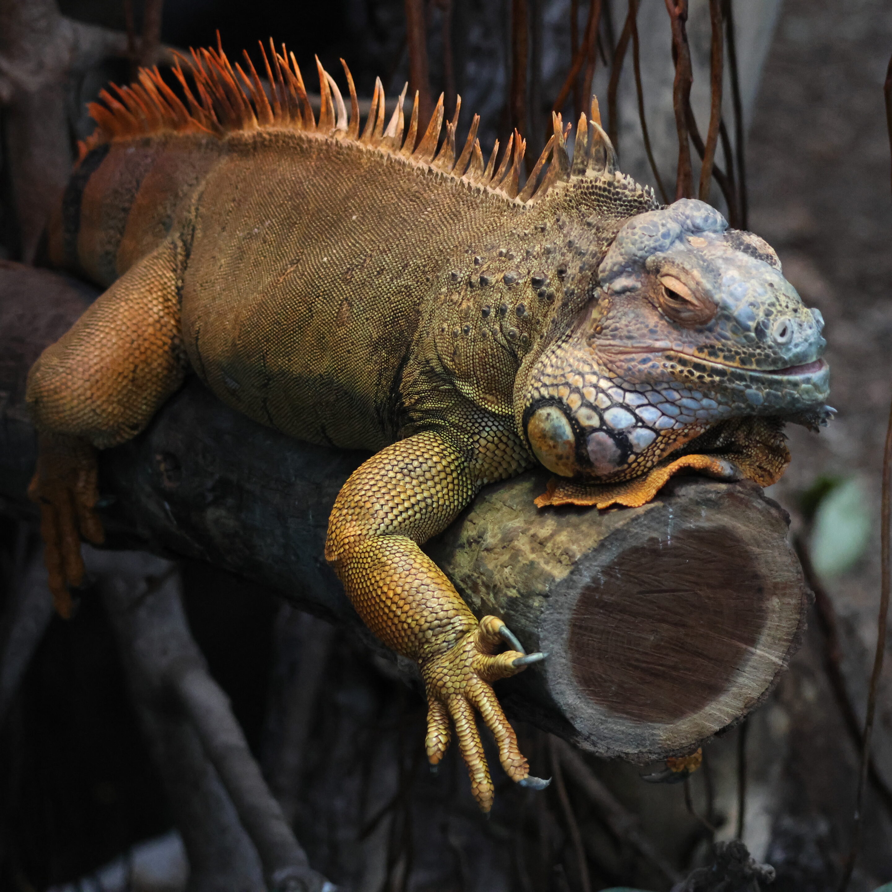 Iguane vert – Image 3