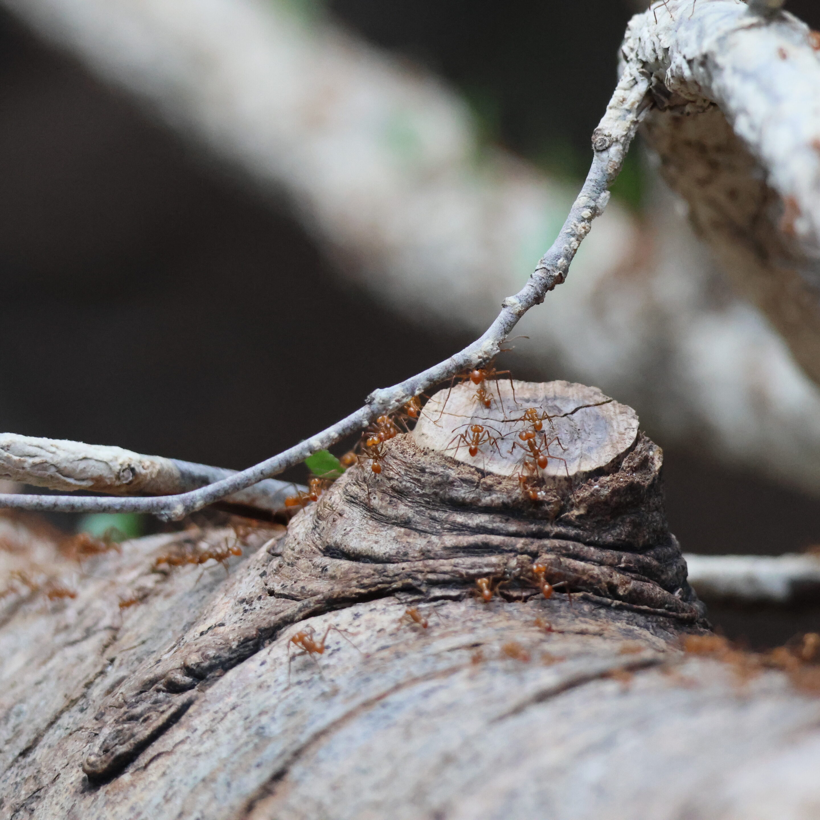 Le monde des fourmis en plein travail – Image 5