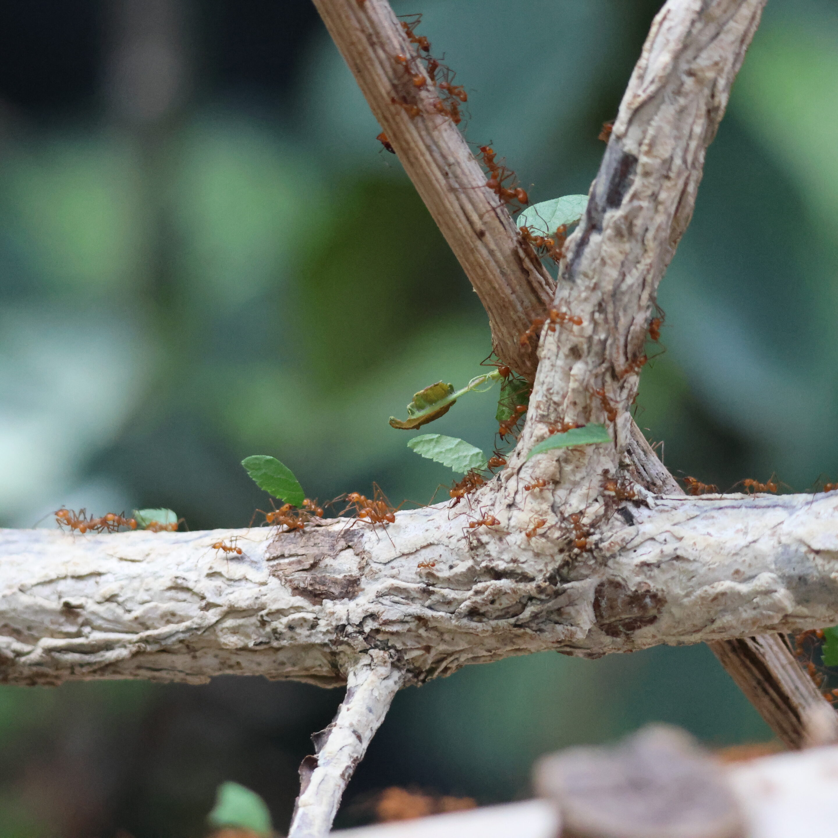 Le monde des fourmis en plein travail – Image 4