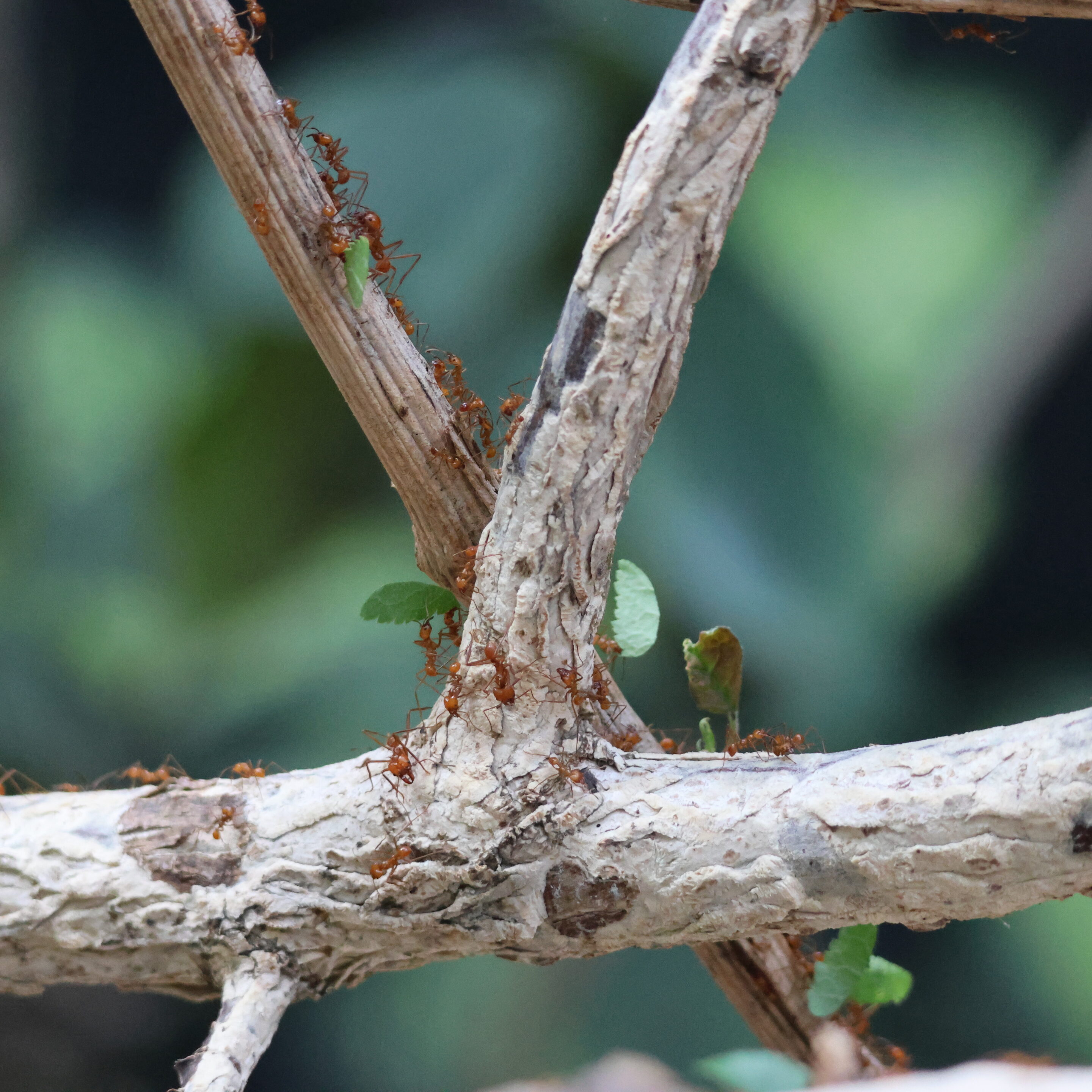 Le monde des fourmis en plein travail – Image 3