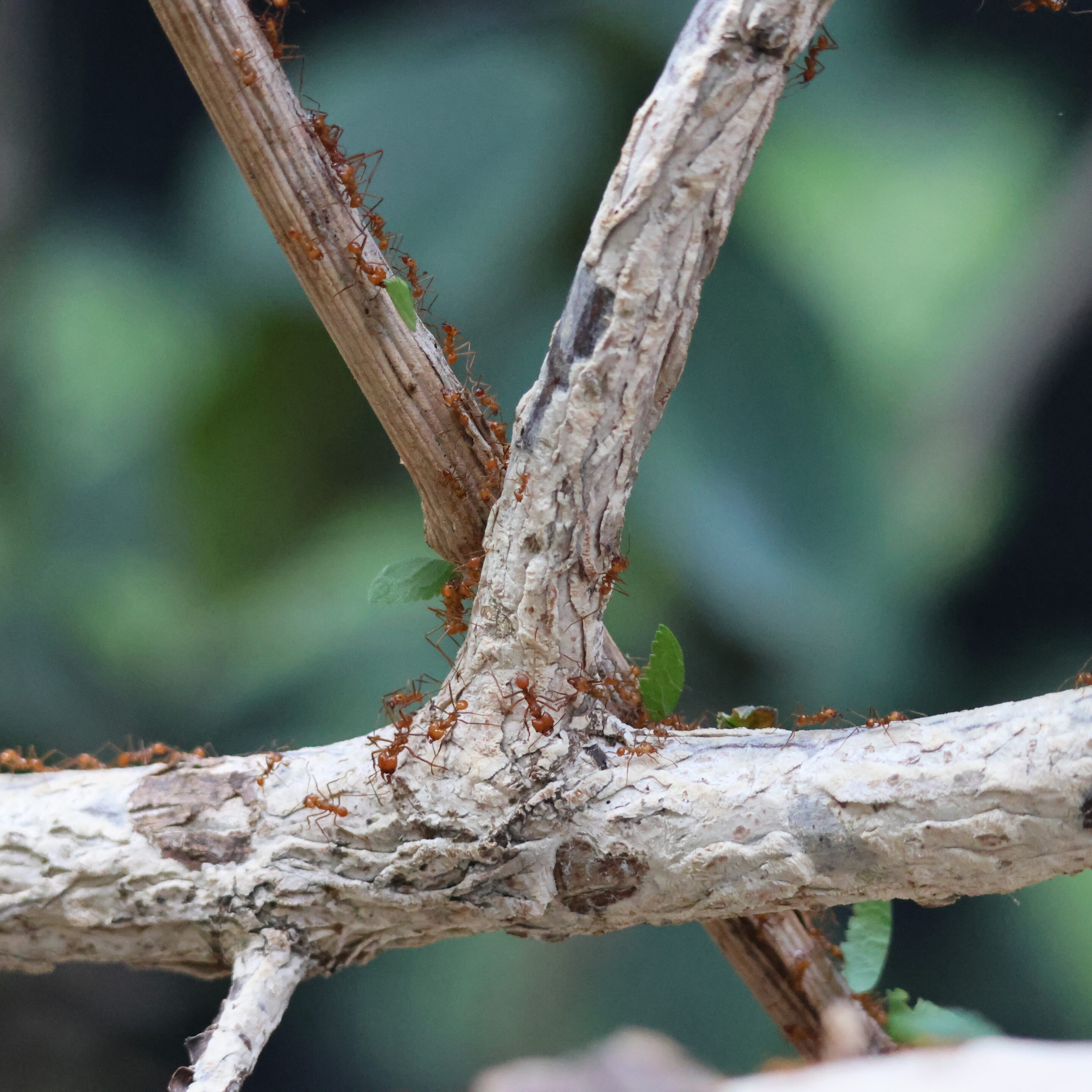 Le monde des fourmis en plein travail – Image 2