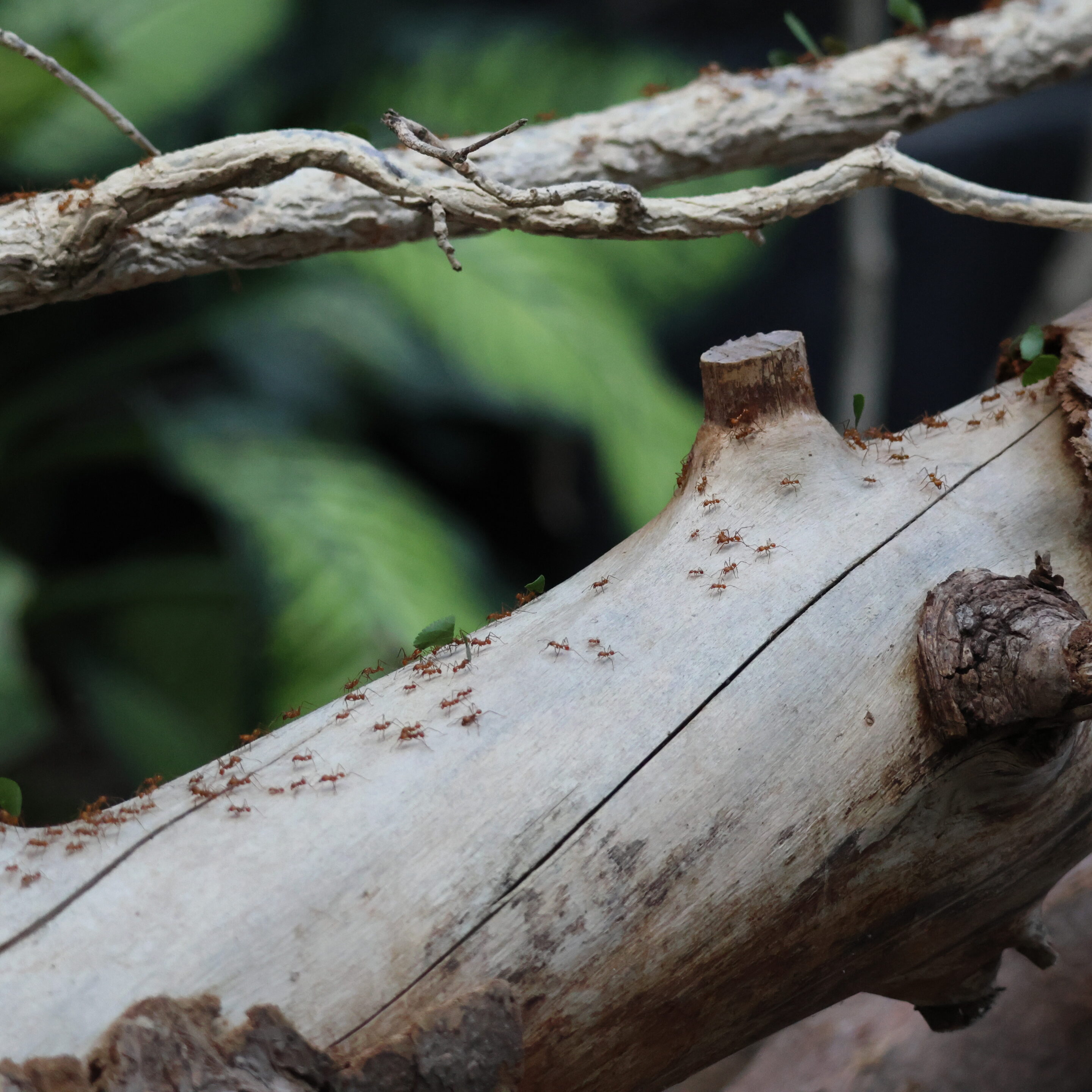 Le monde des fourmis en plein travail