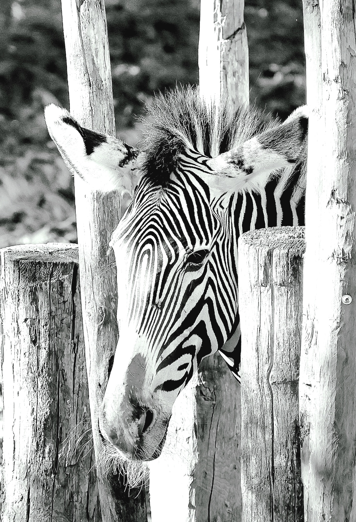 Le noir et blanc en photo – Image 9
