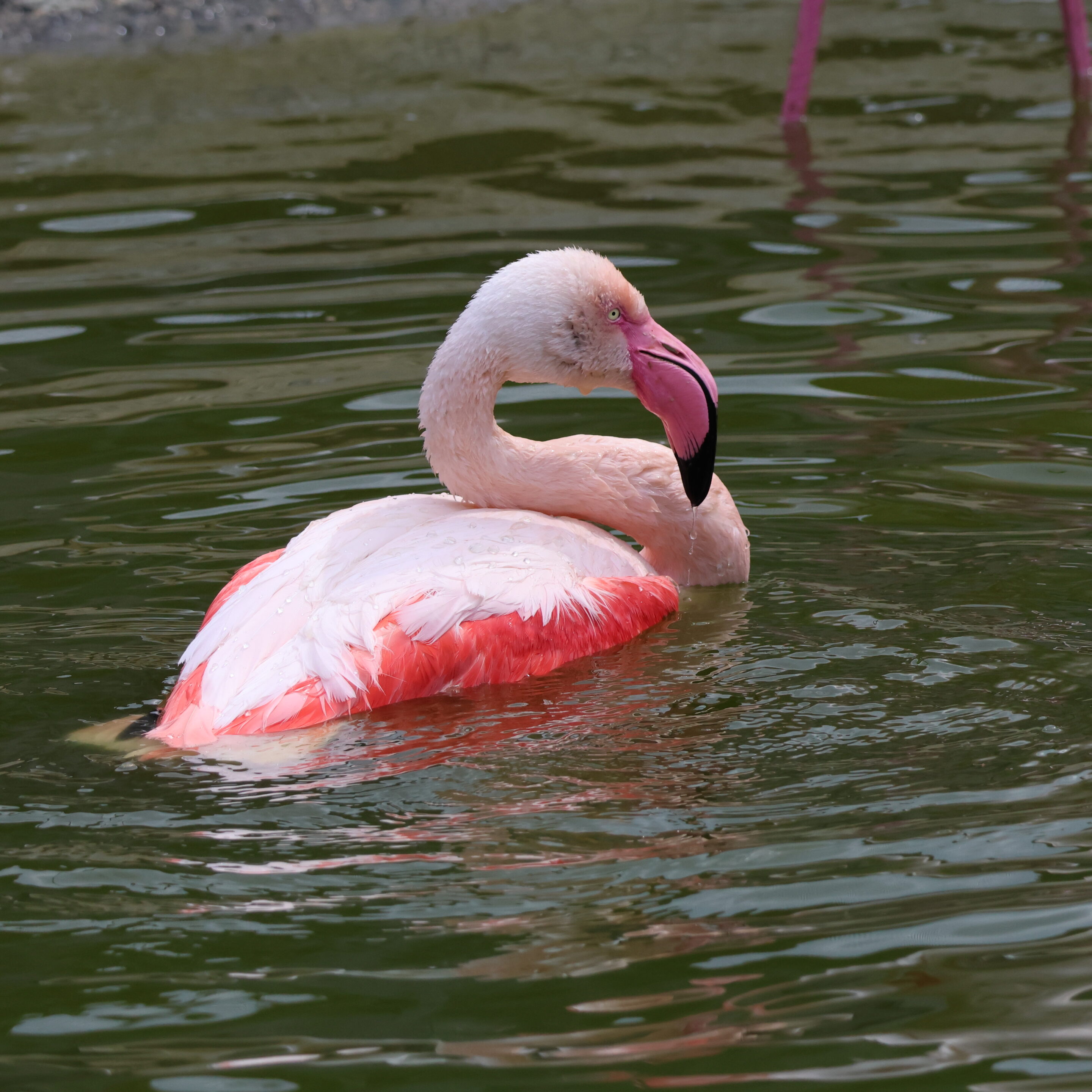 Flamant rose – Image 3