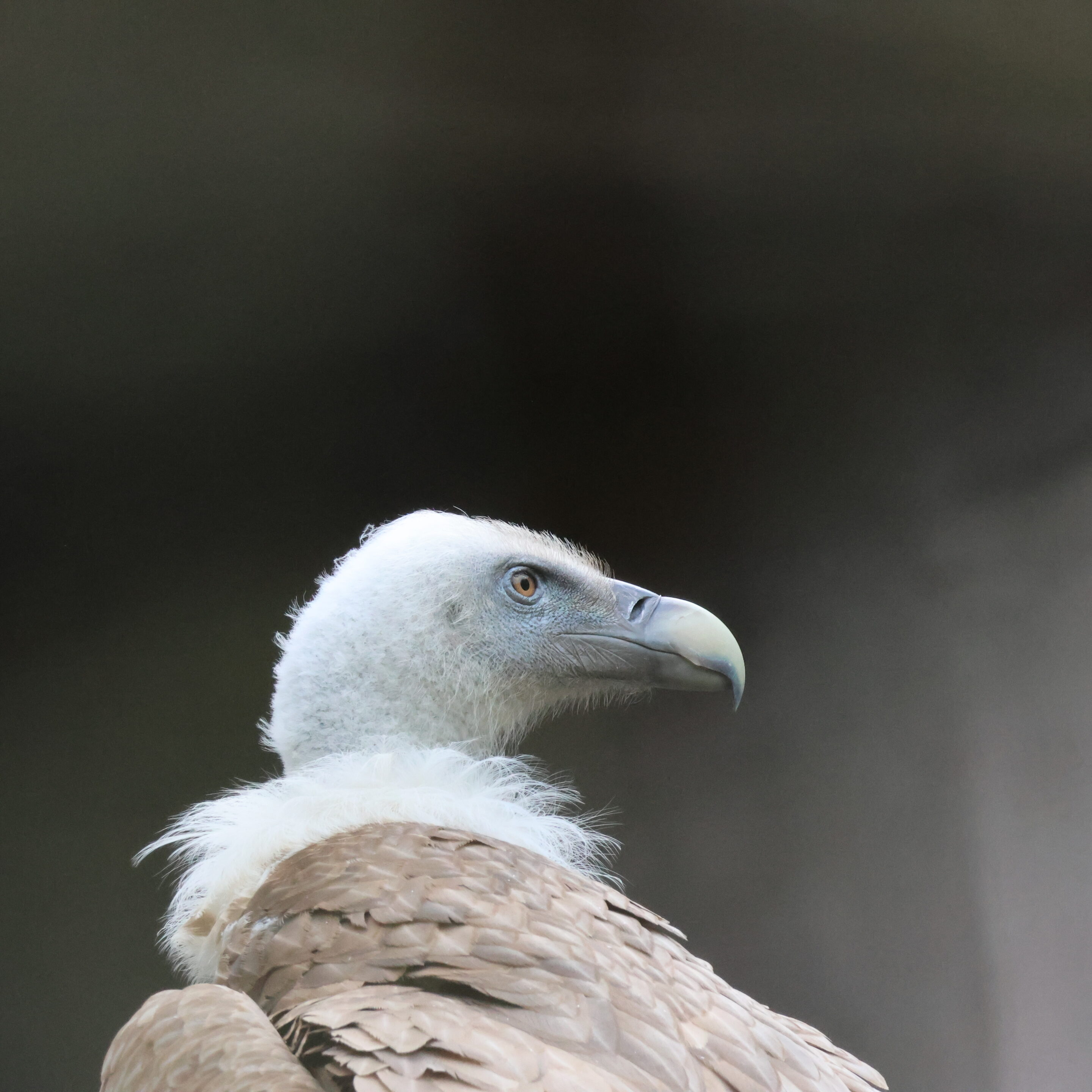 Le Vautour Fauve – Image 2