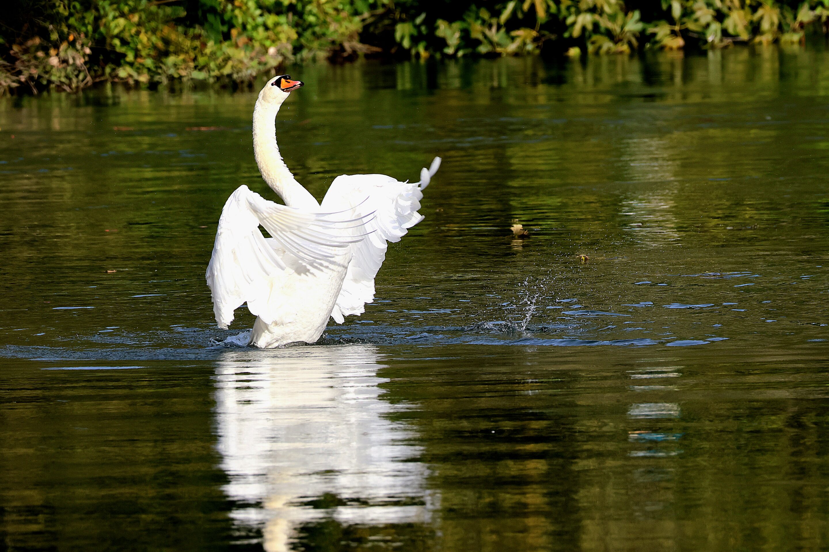 Le monde des oiseaux – Image 3