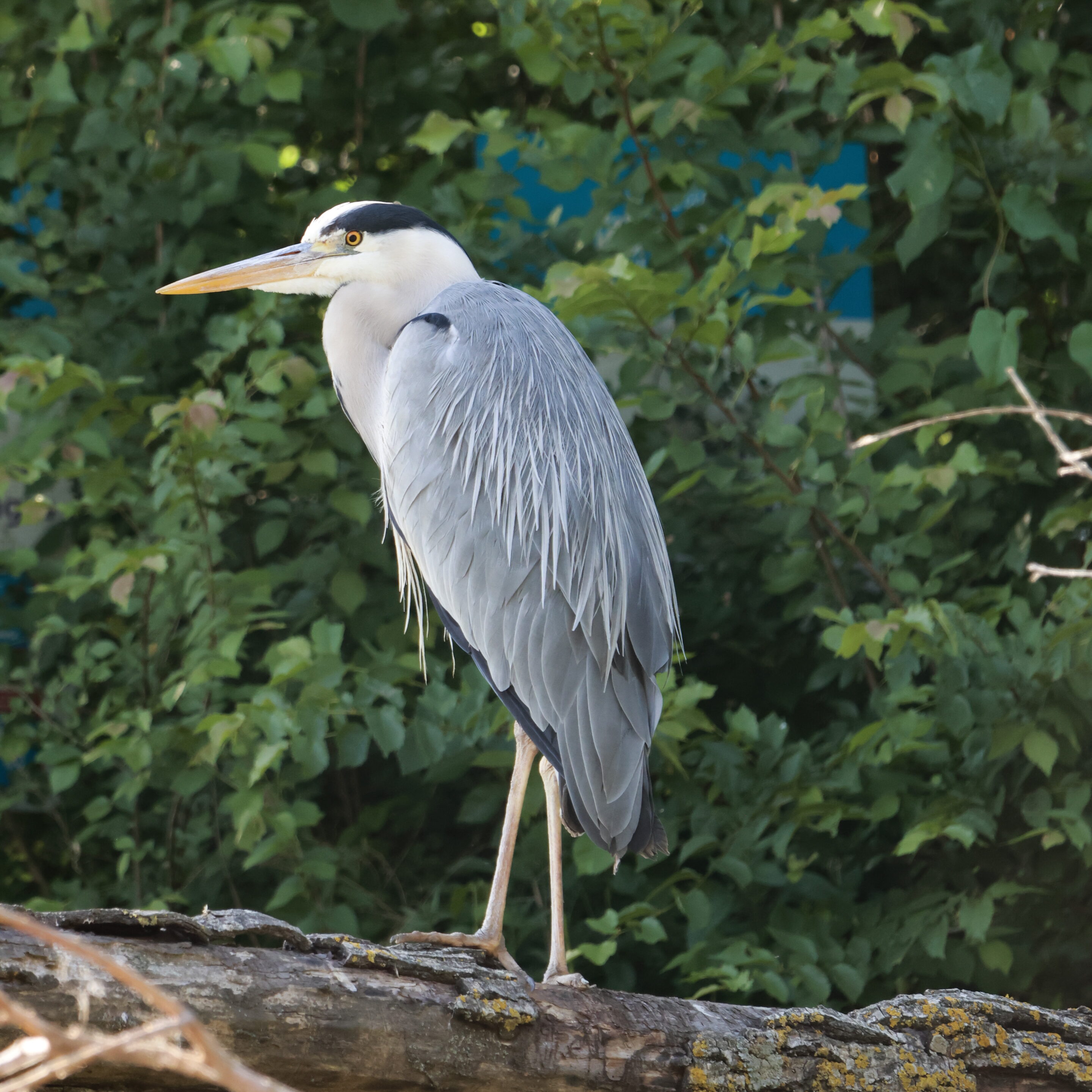 Le monde des oiseaux – Image 28