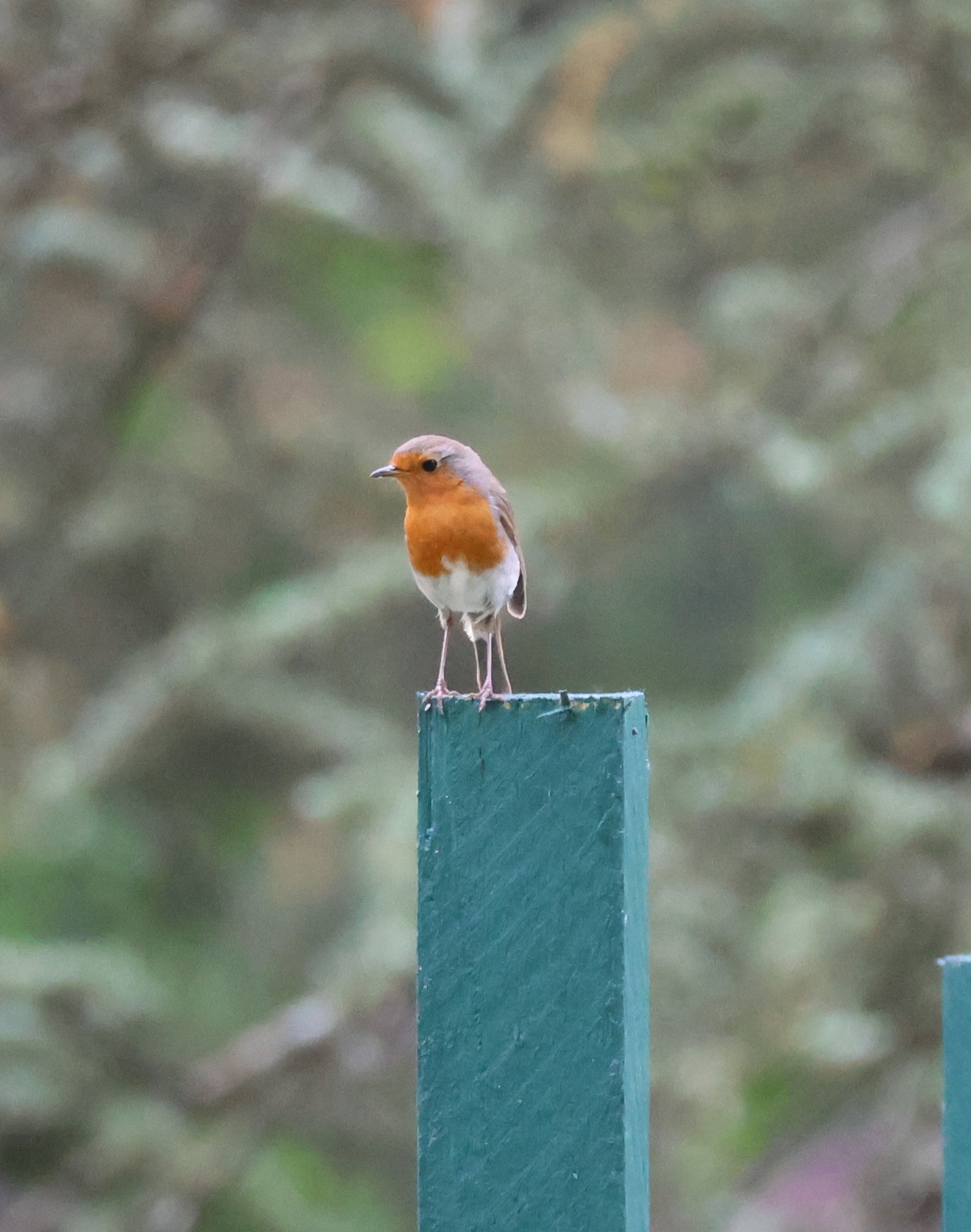 Le monde des oiseaux – Image 2