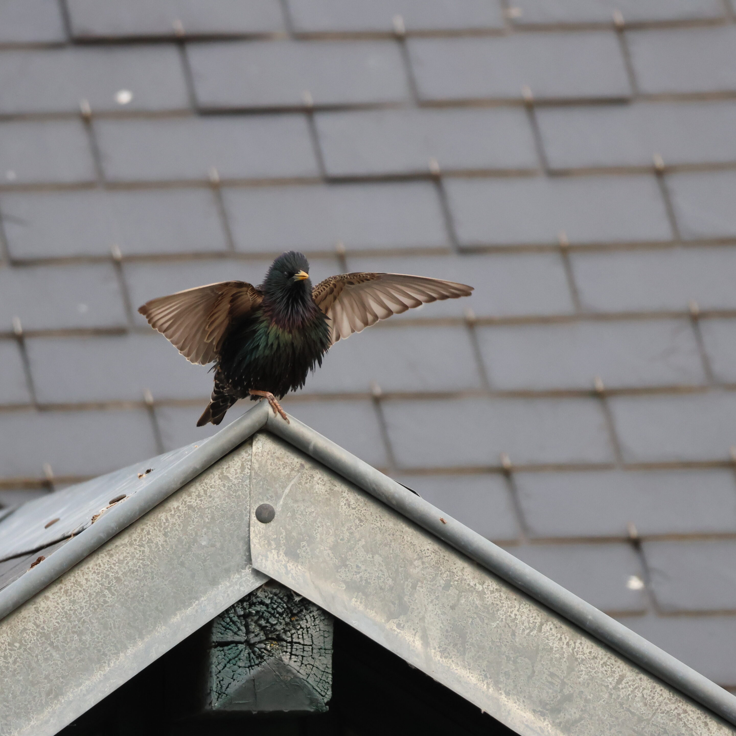 Le monde des oiseaux – Image 17