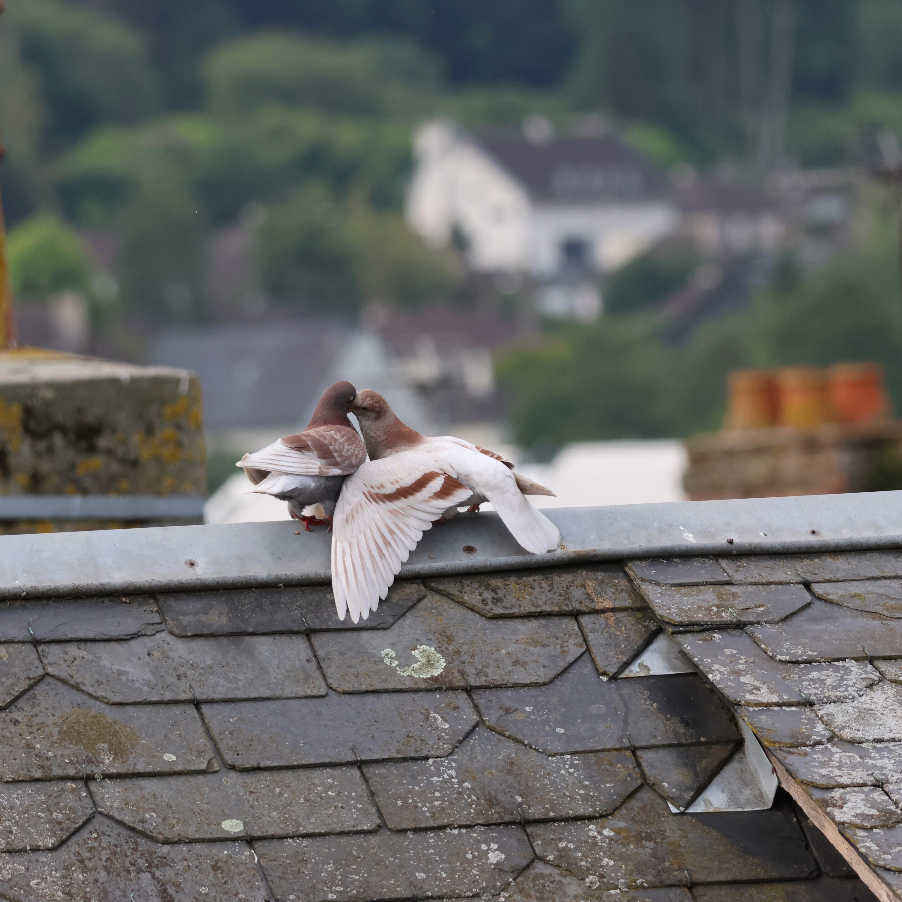 Le monde des oiseaux – Image 16