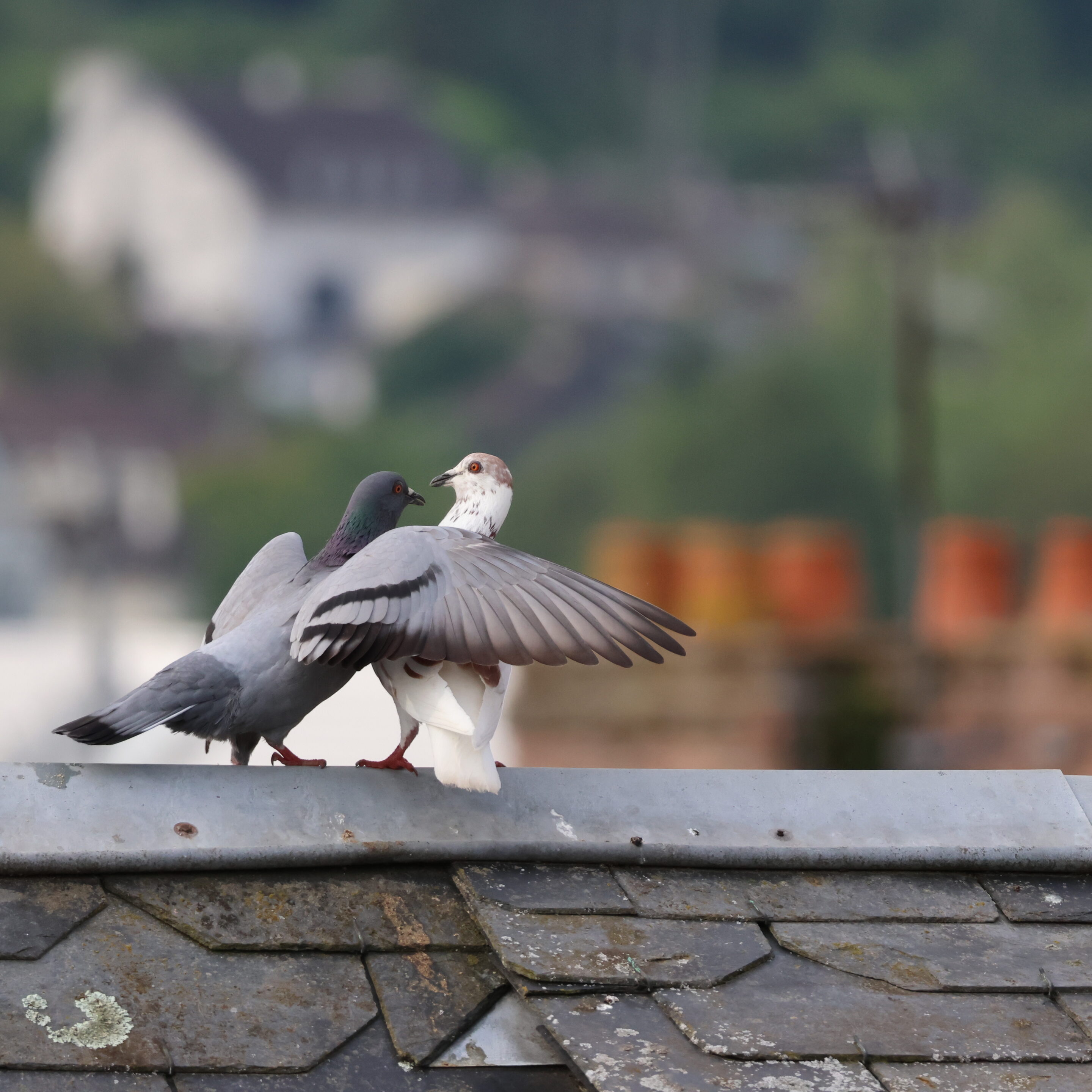 Le monde des oiseaux – Image 10
