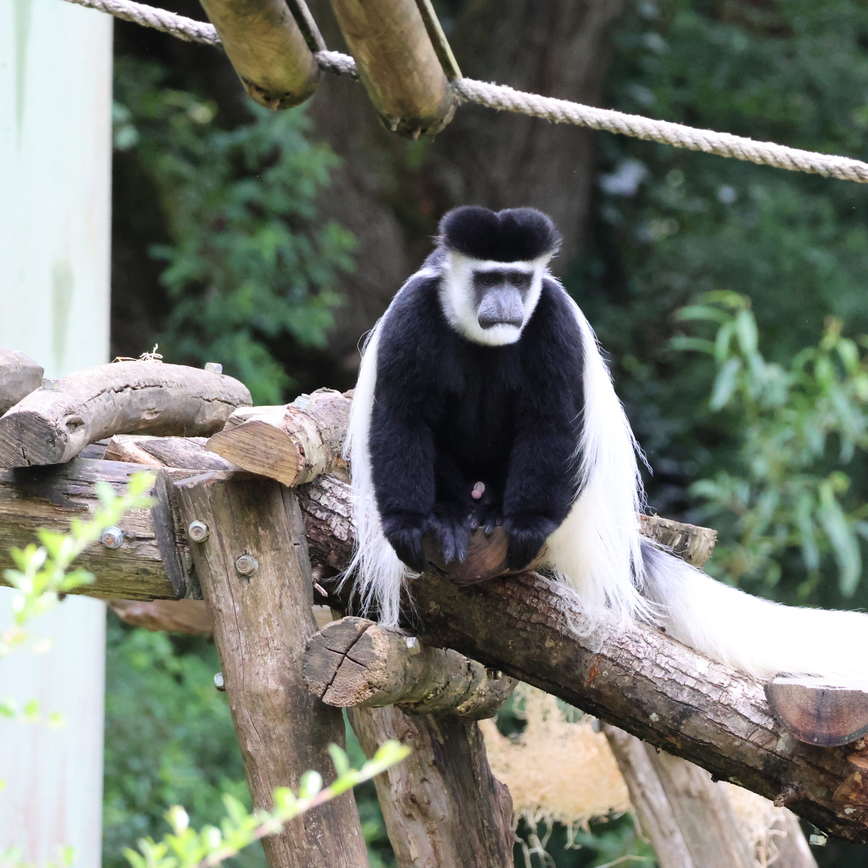 Singe Colobe – Image 3