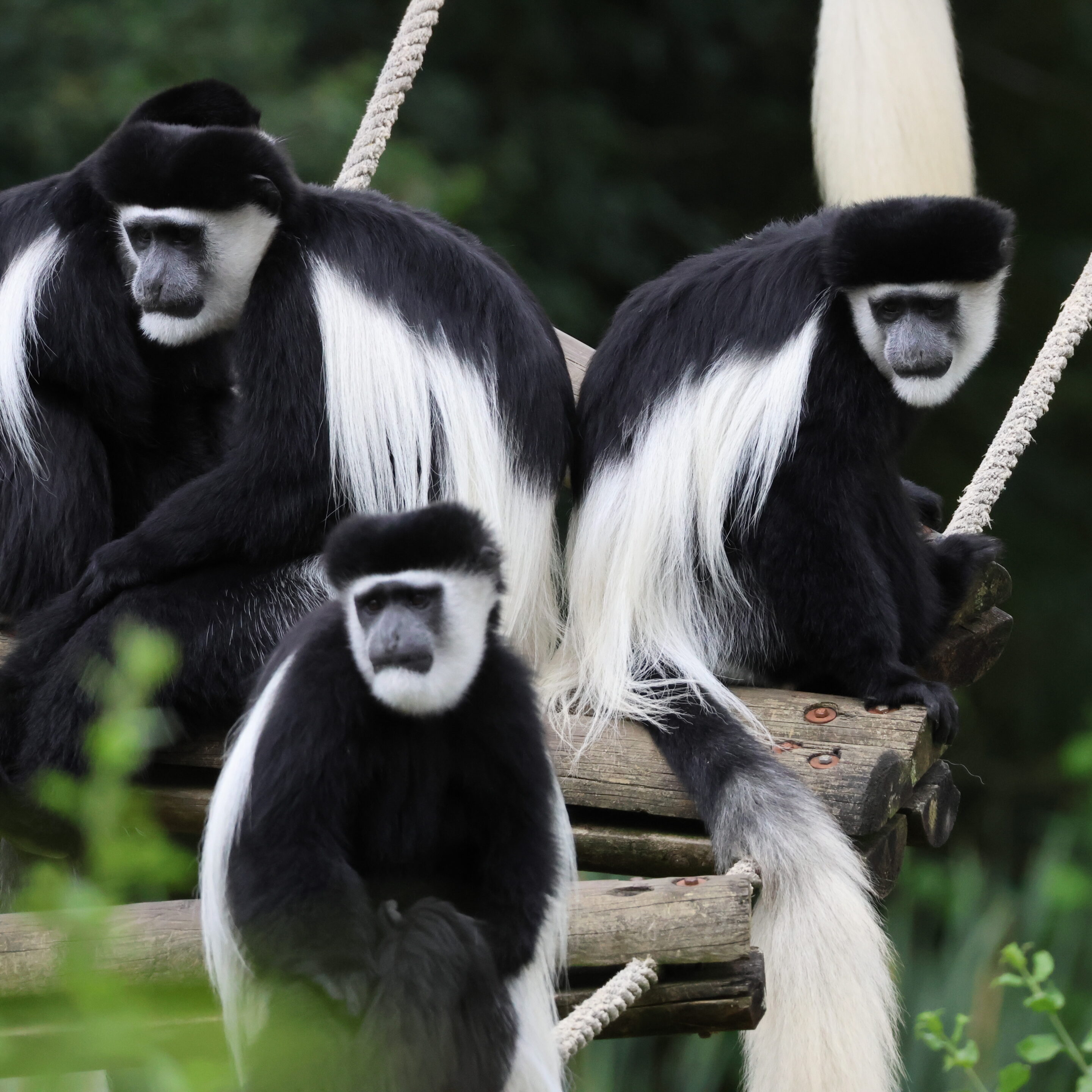 Singe Colobe – Image 6