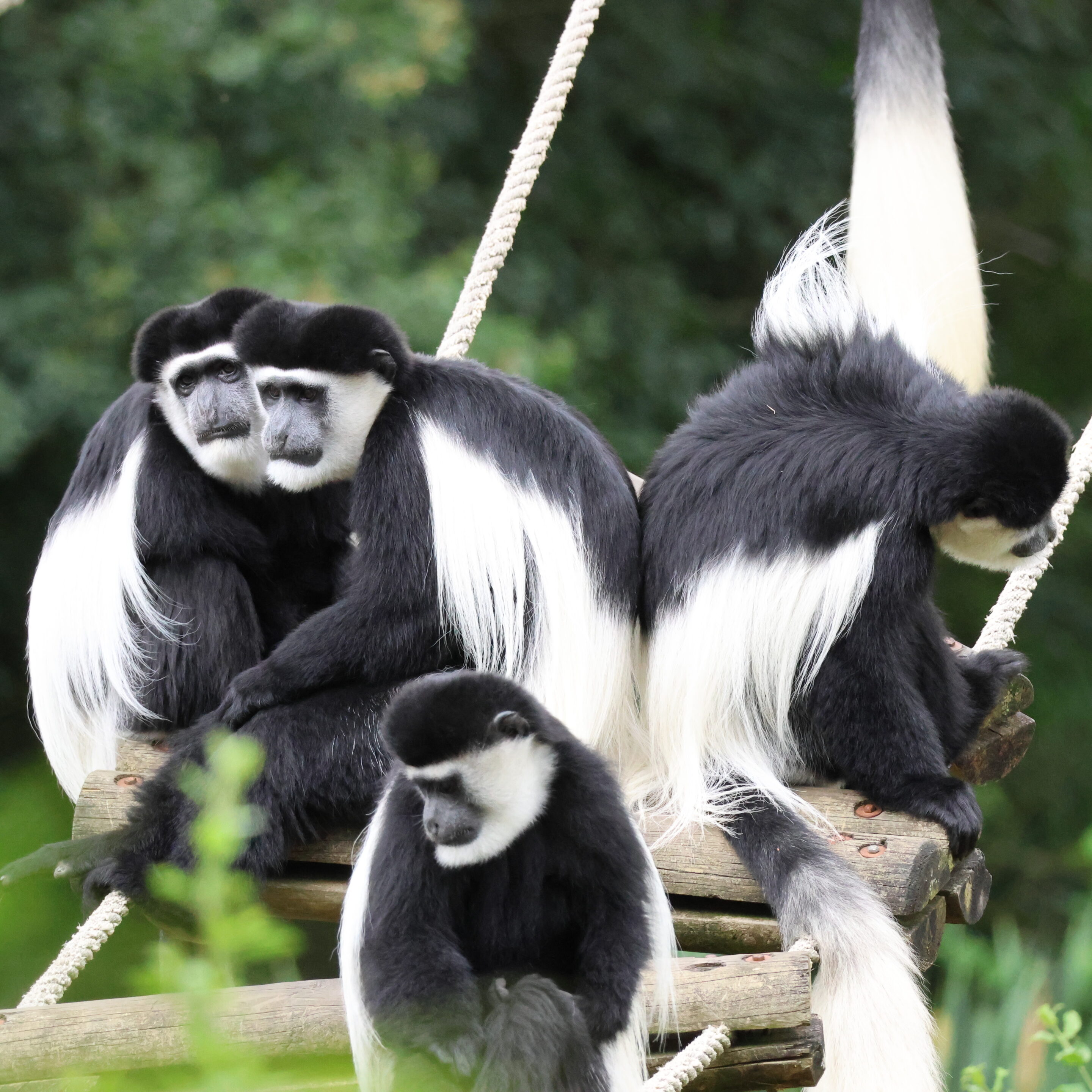 Singe Colobe – Image 5