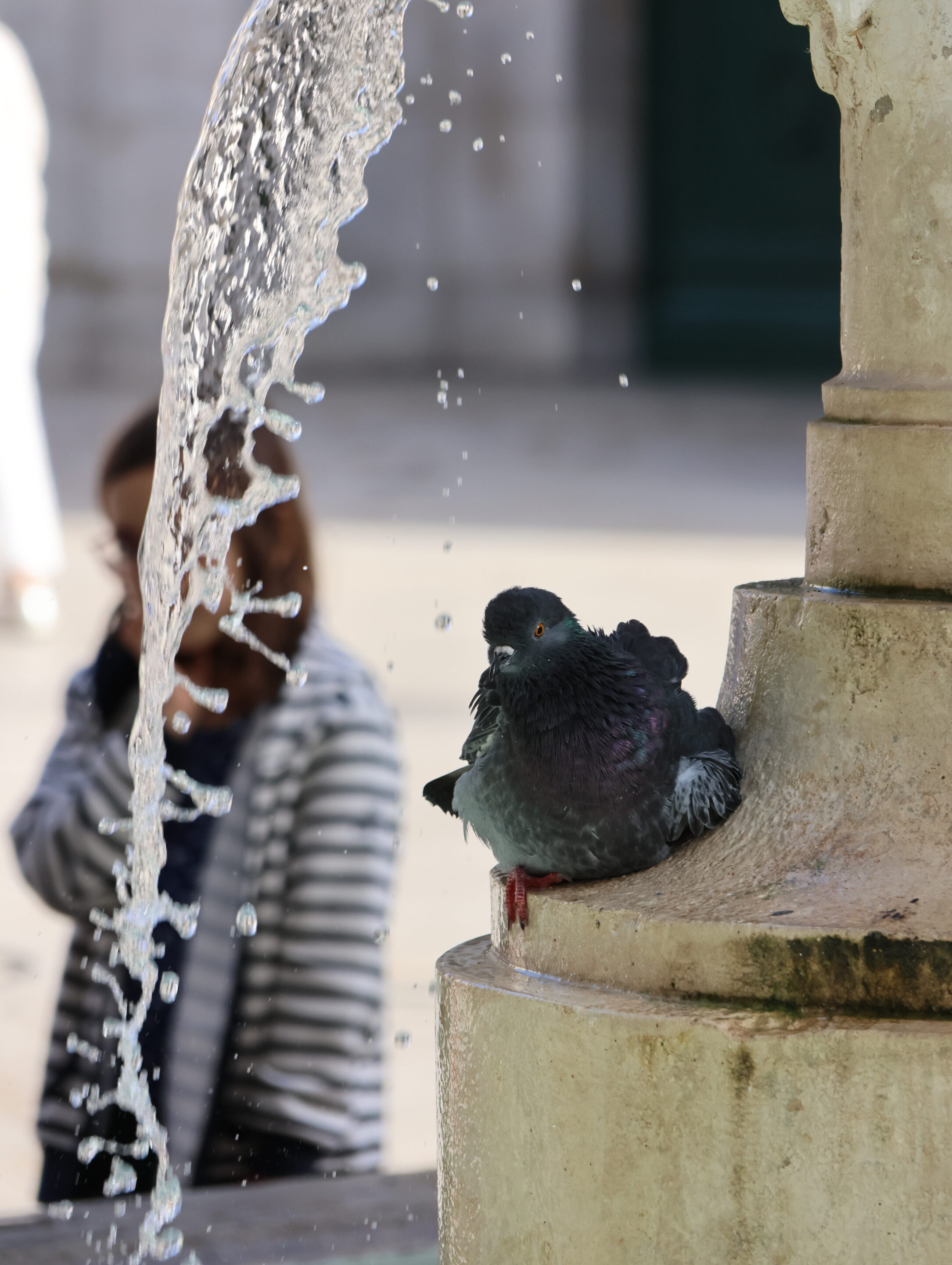 Le monde des oiseaux – Image 5